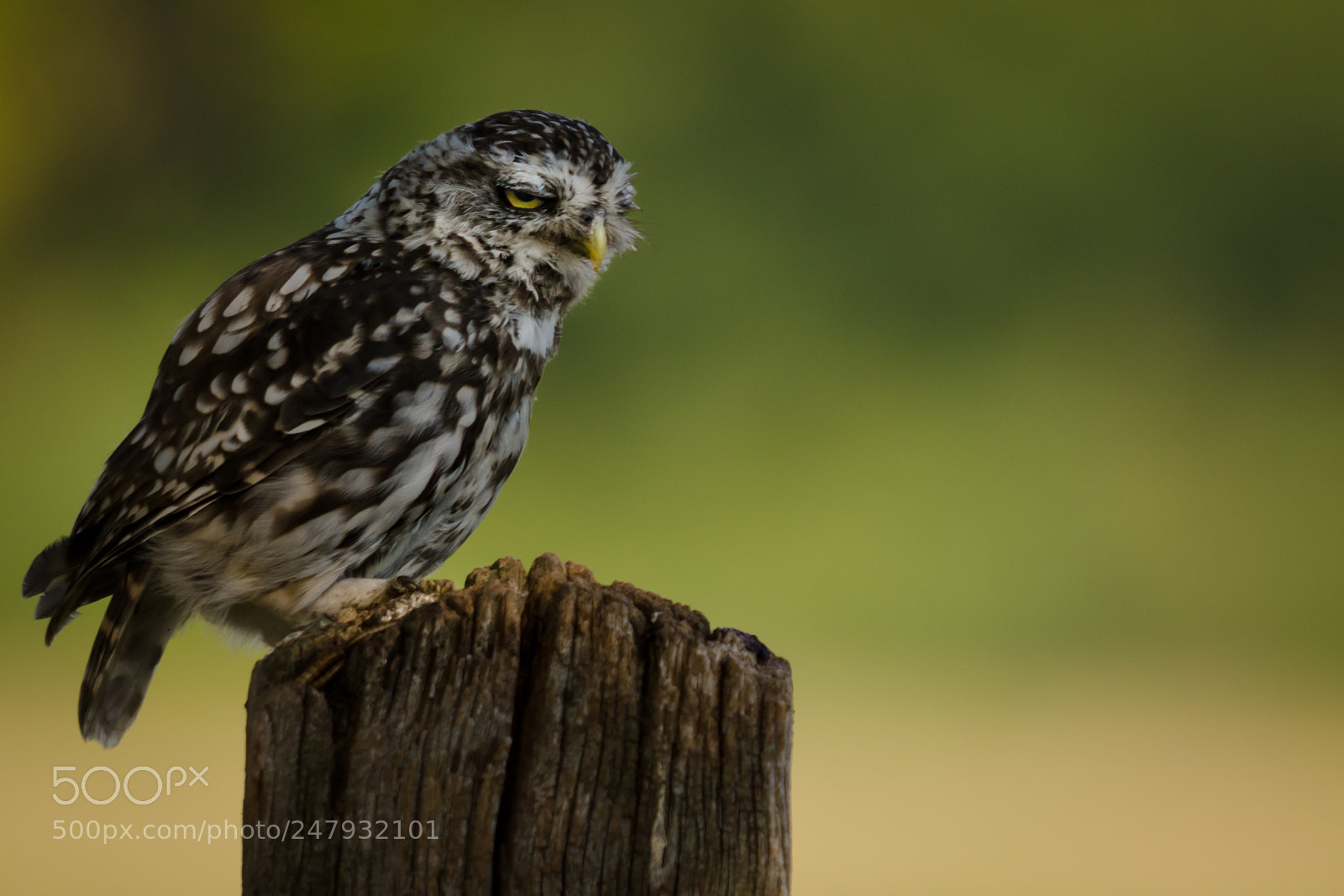 Nikon D7000 sample photo. Frowning wild little owl photography