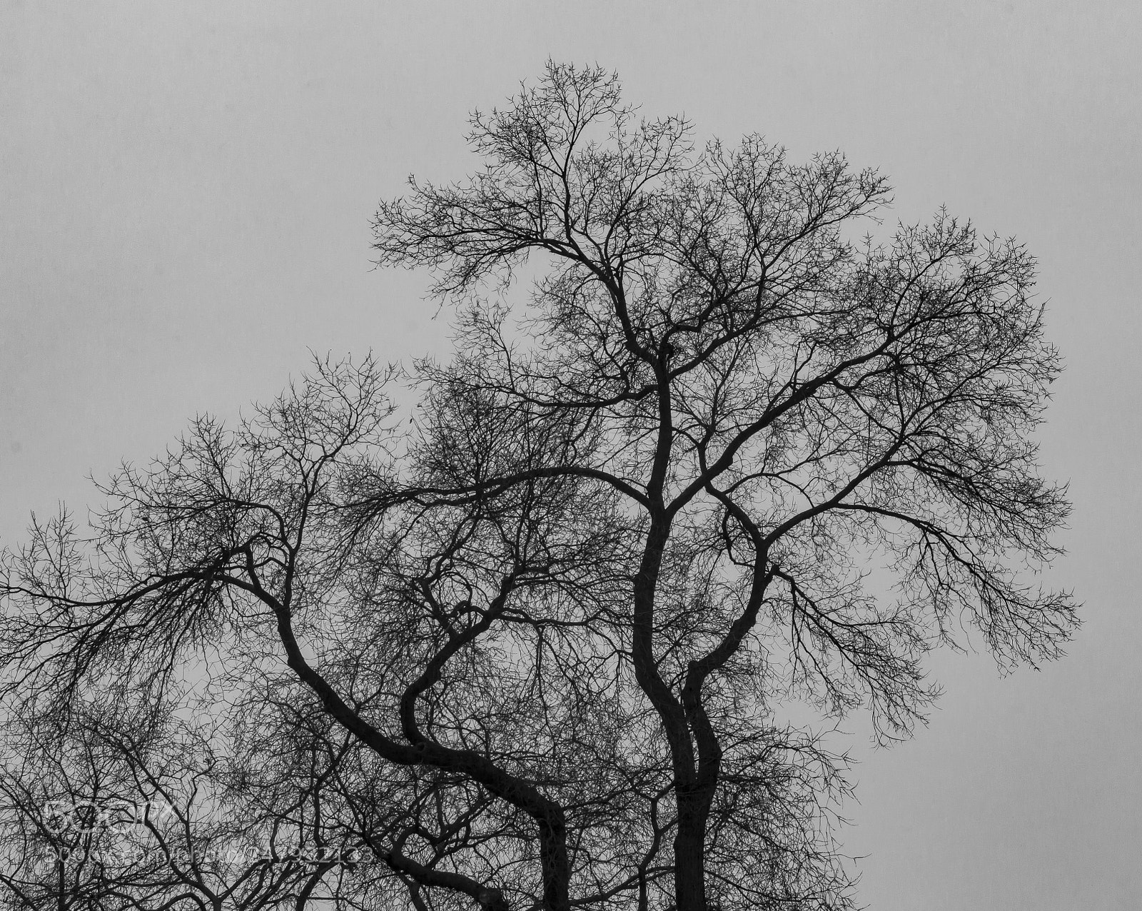 Canon EOS 60D sample photo. Tree and clouds photography