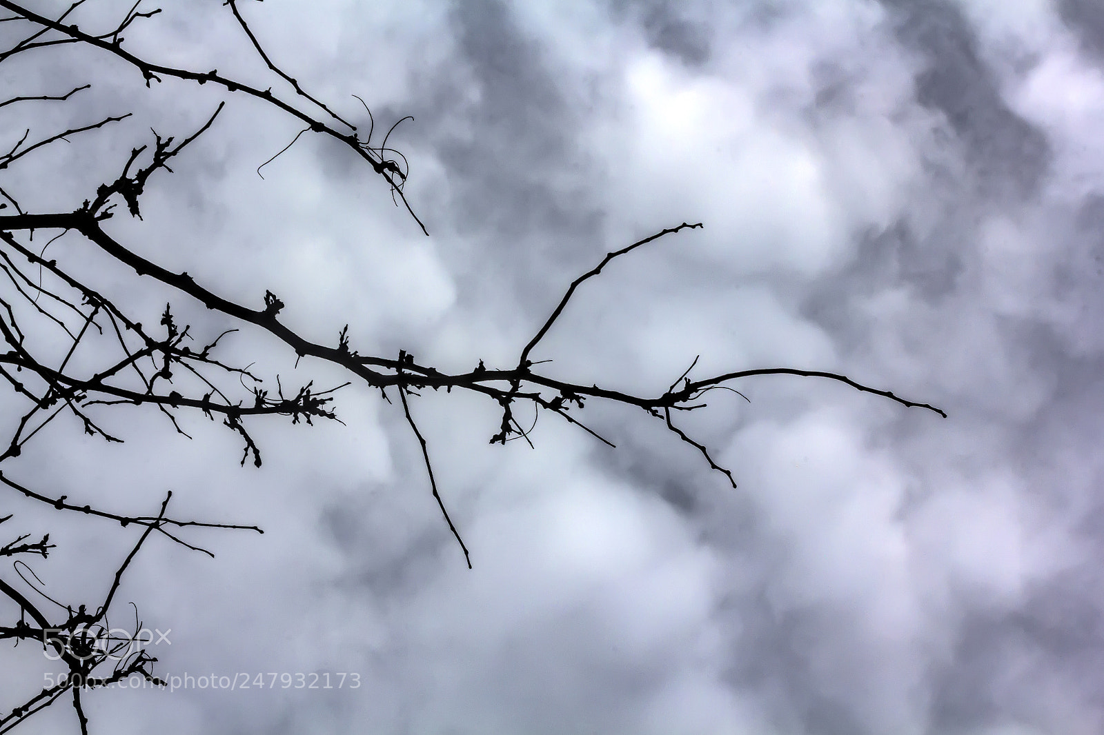 Canon EOS 60D sample photo. Bare branches and clouds photography