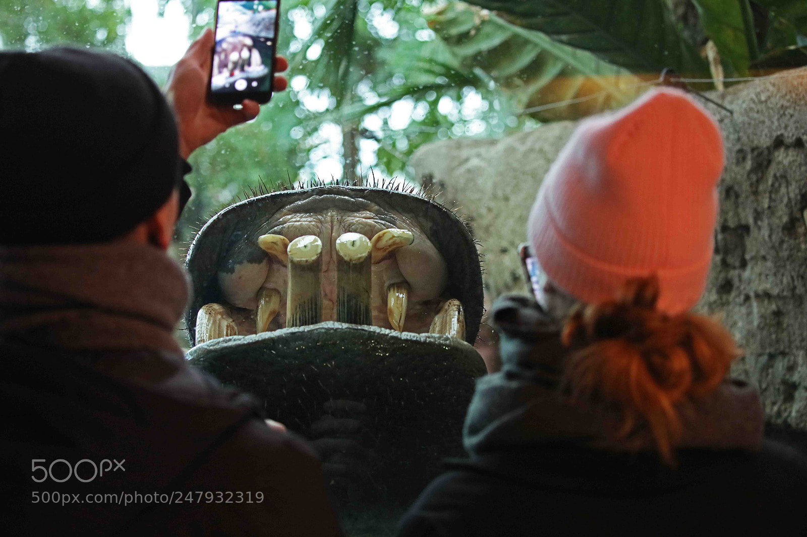 Canon EOS 5DS R sample photo. Hippocentaurum photography