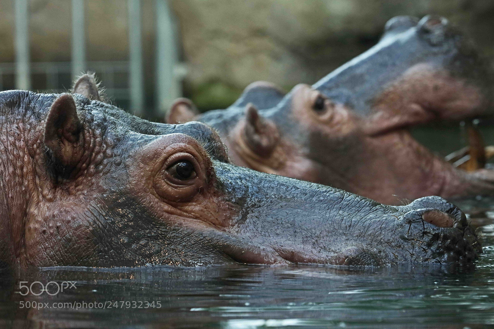 Canon EOS 5DS R sample photo. Hippocentaurum photography