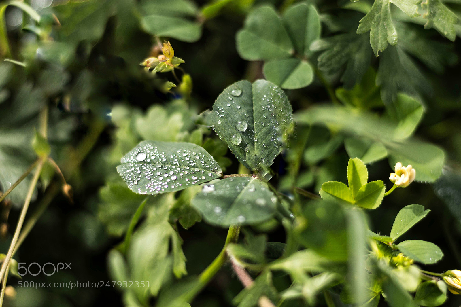 Canon EOS 1300D (EOS Rebel T6 / EOS Kiss X80) sample photo. Morning dew photography