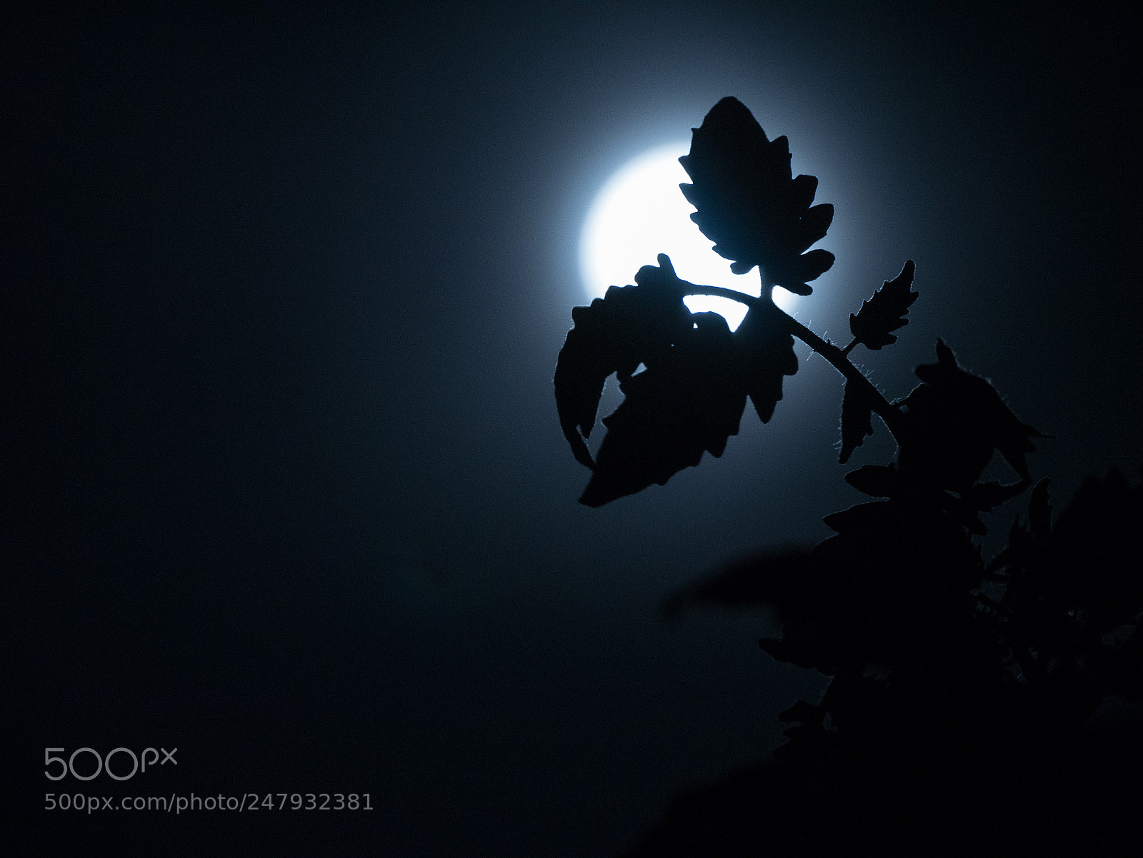 Panasonic Lumix DMC-G85 (Lumix DMC-G80) sample photo. Blood red tomato moon photography