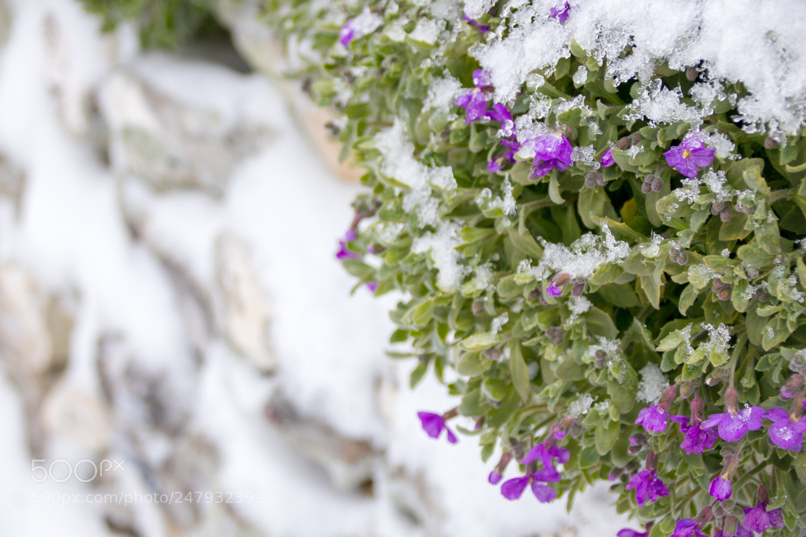 Canon EOS 77D (EOS 9000D / EOS 770D) sample photo. Frosted flowers photography