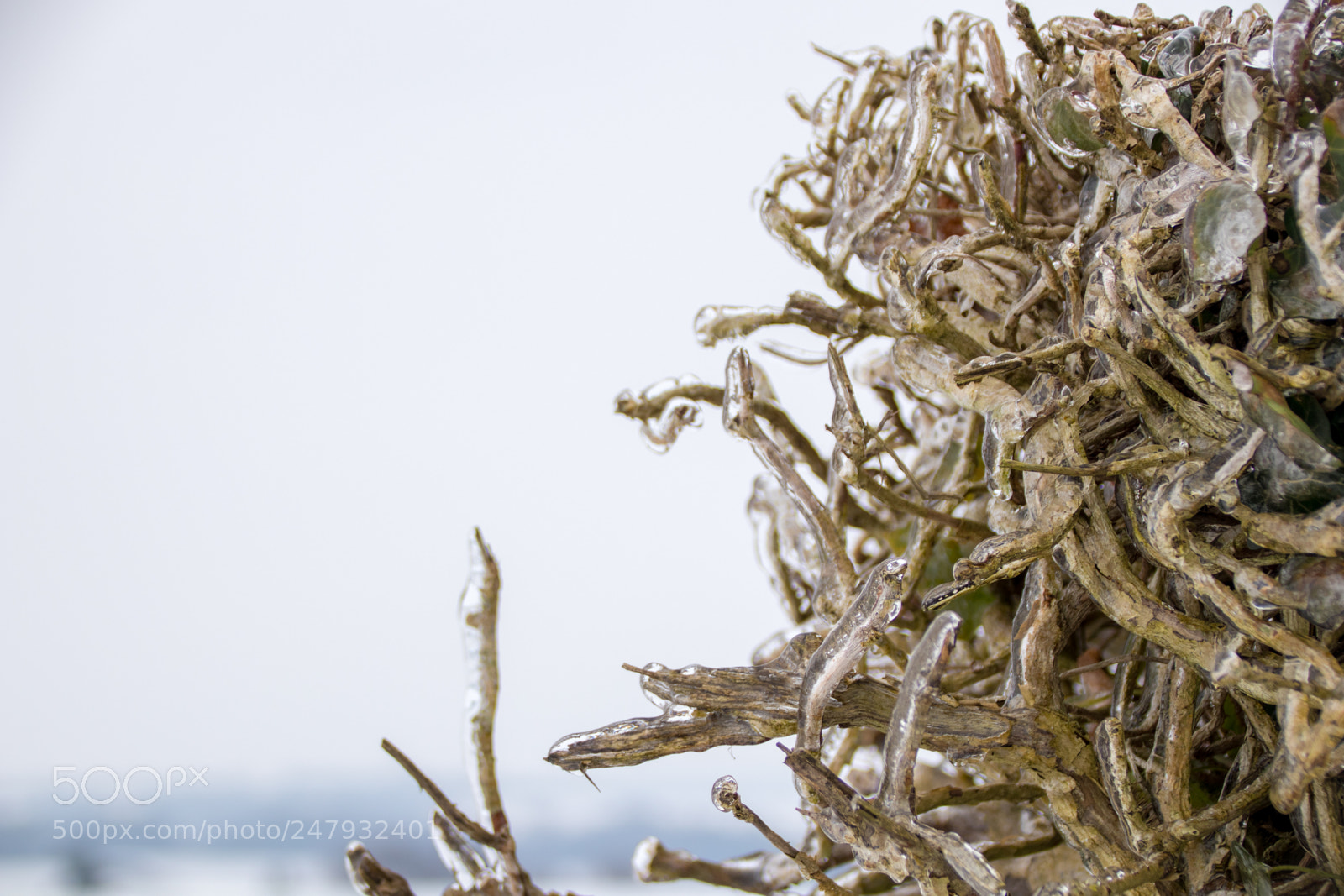 Canon EOS 77D (EOS 9000D / EOS 770D) sample photo. Icy hedge photography