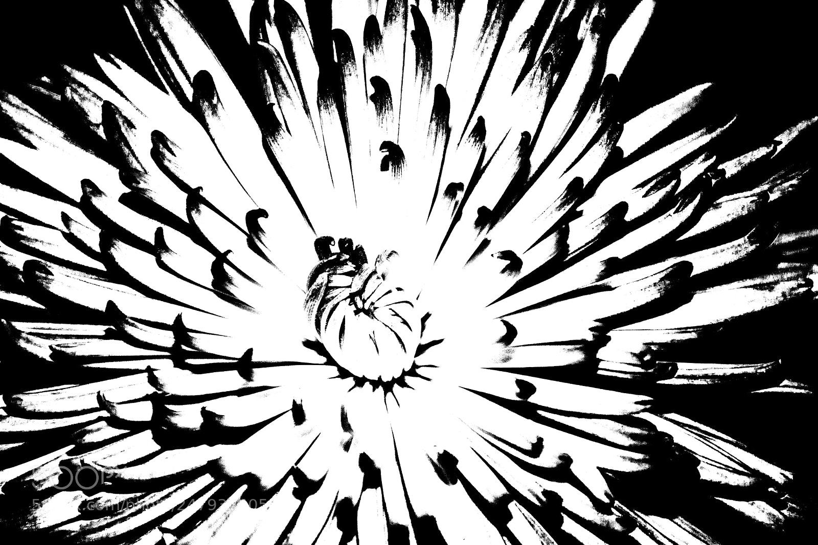 Nikon D7100 sample photo. Large chrysanthemum-bwscale photography
