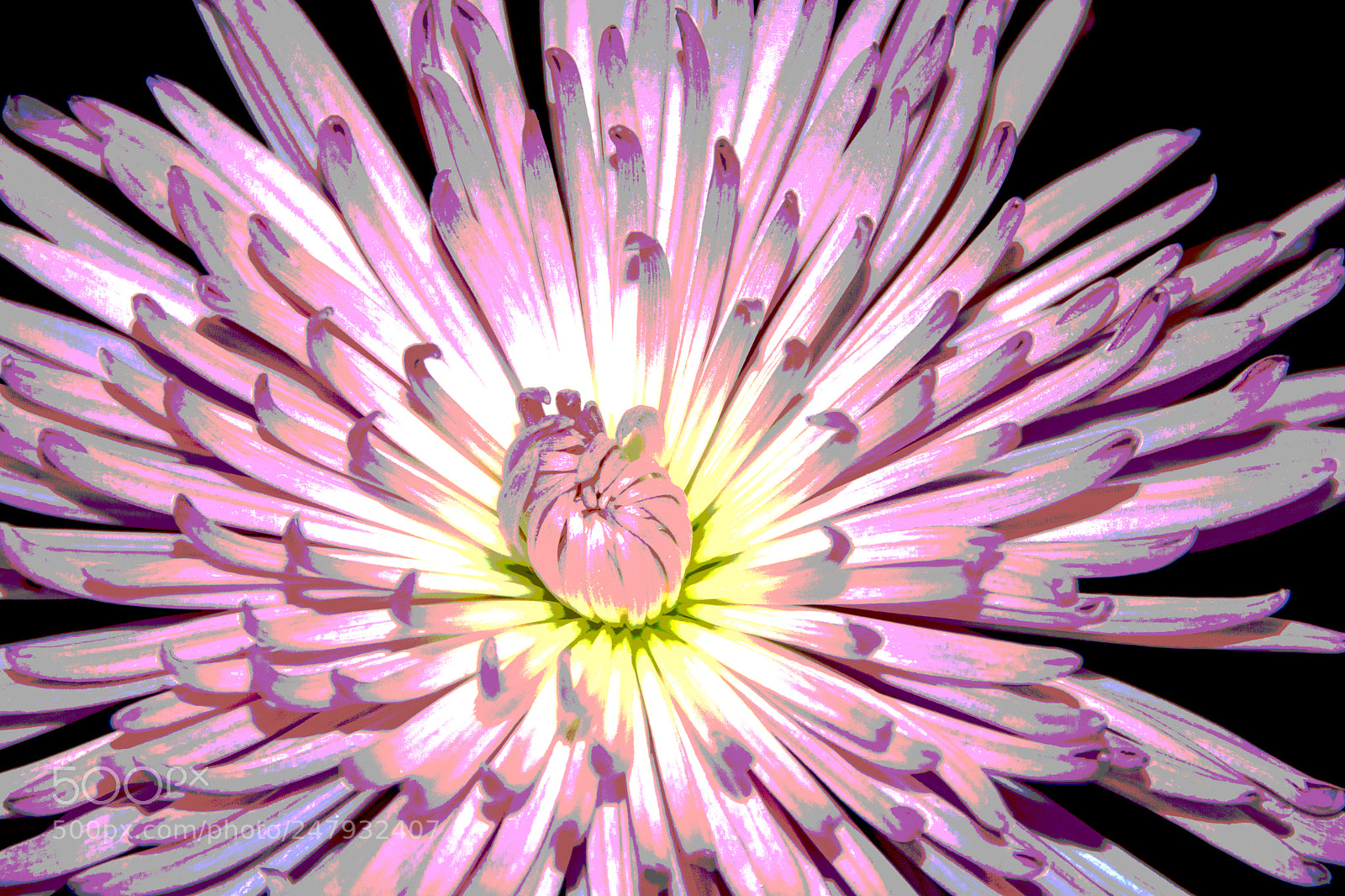 Nikon D7100 sample photo. Large chrysanthemum-posterize photography