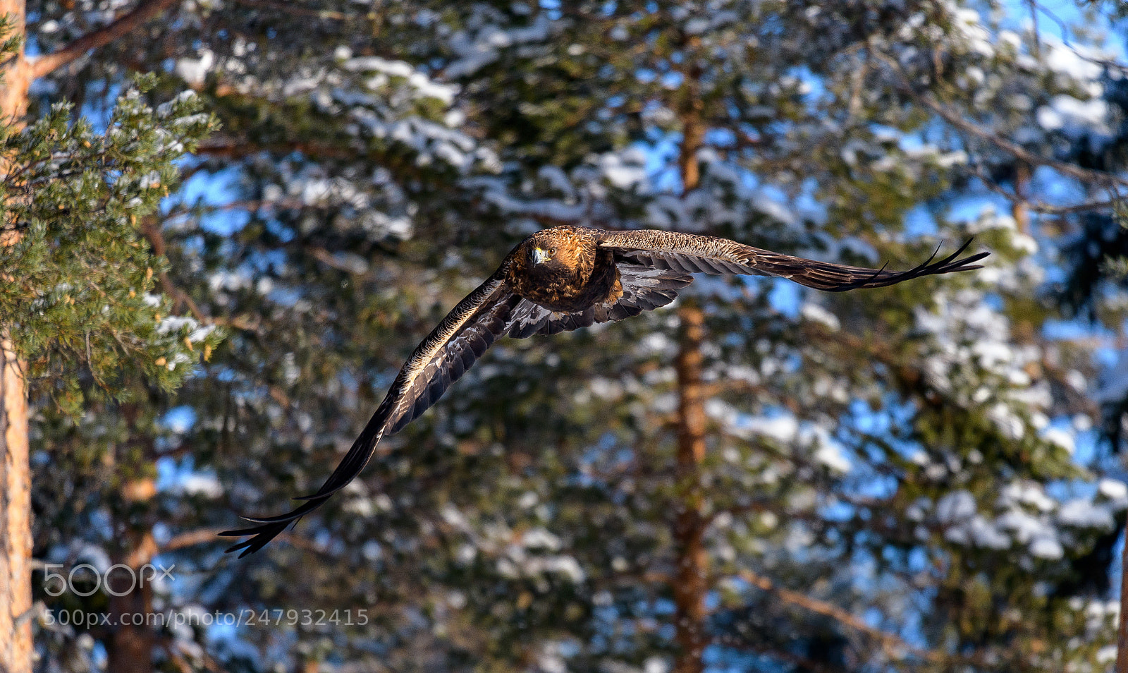 Nikon D850 sample photo. Golden eagel,sweden photography