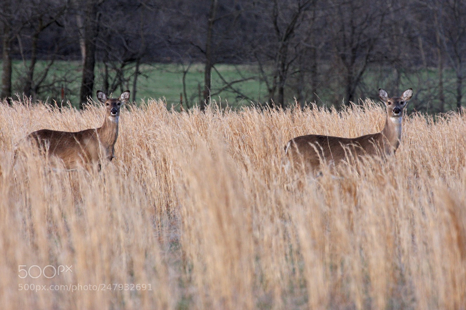 Canon EOS 40D sample photo. Two of a kind. photography