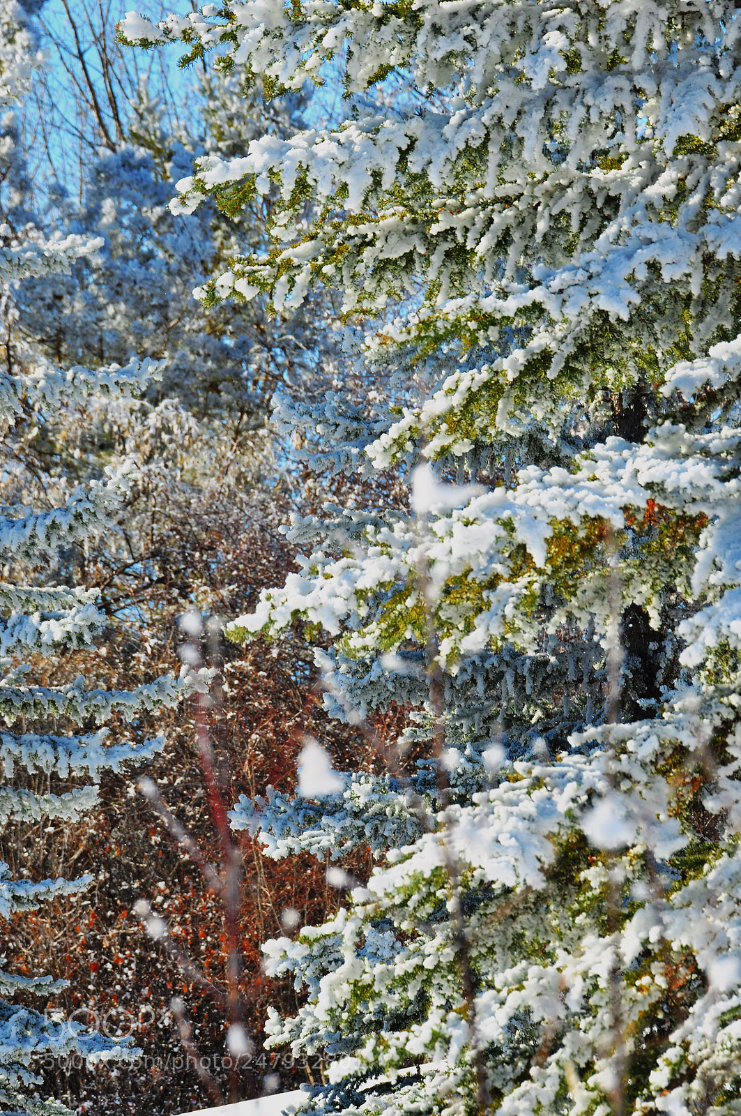 Nikon D90 sample photo. Winter photography