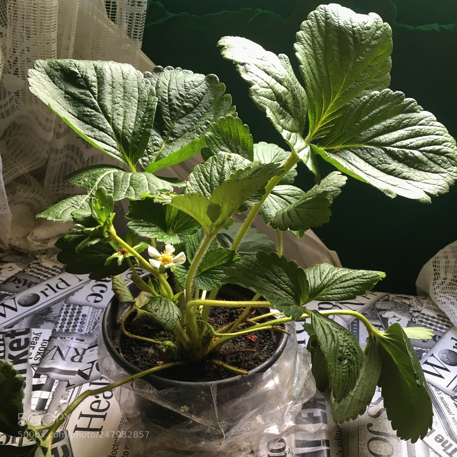 Apple iPhone SE sample photo. Strawberry plant photography