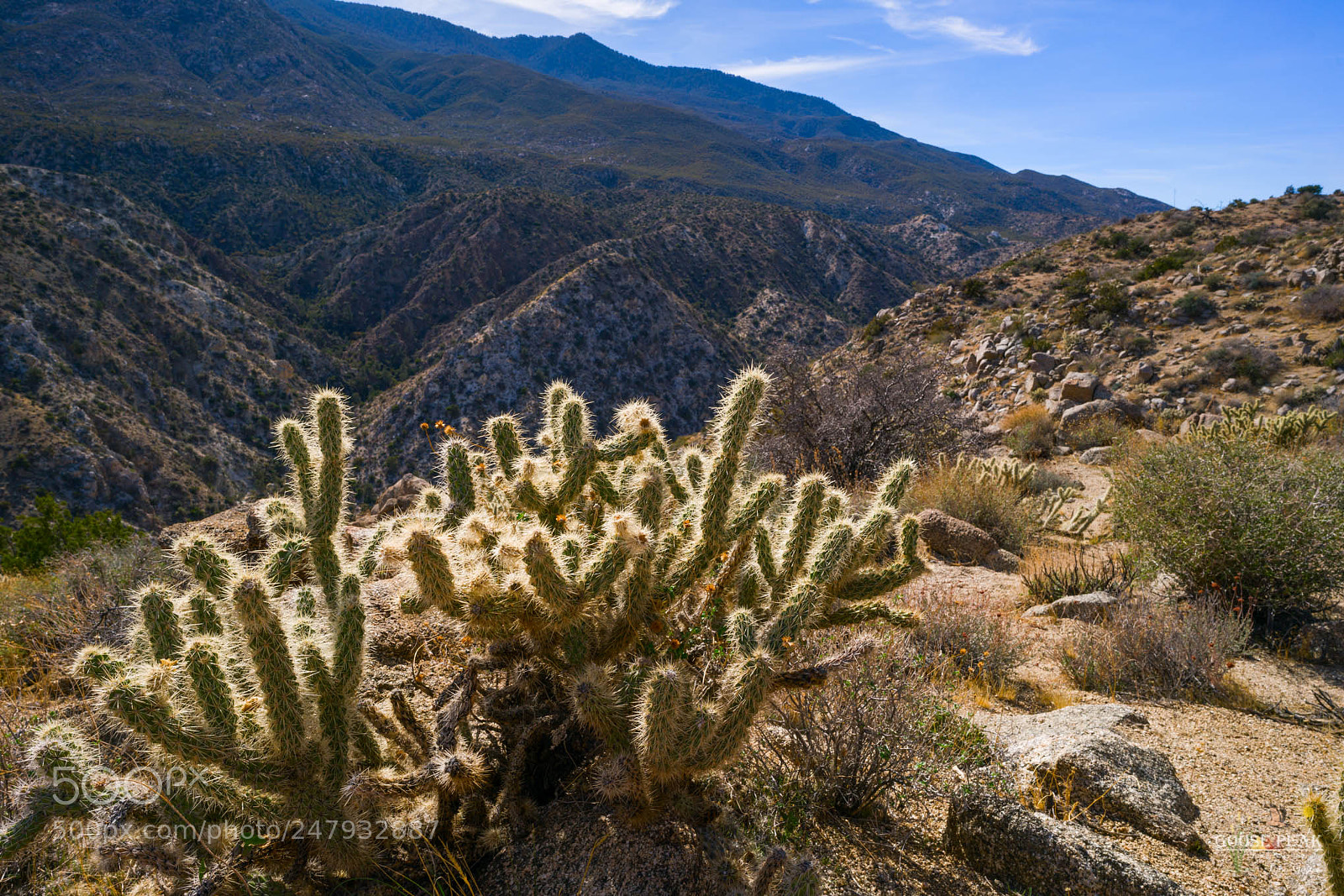 Sony a7R II sample photo. Cactus photography