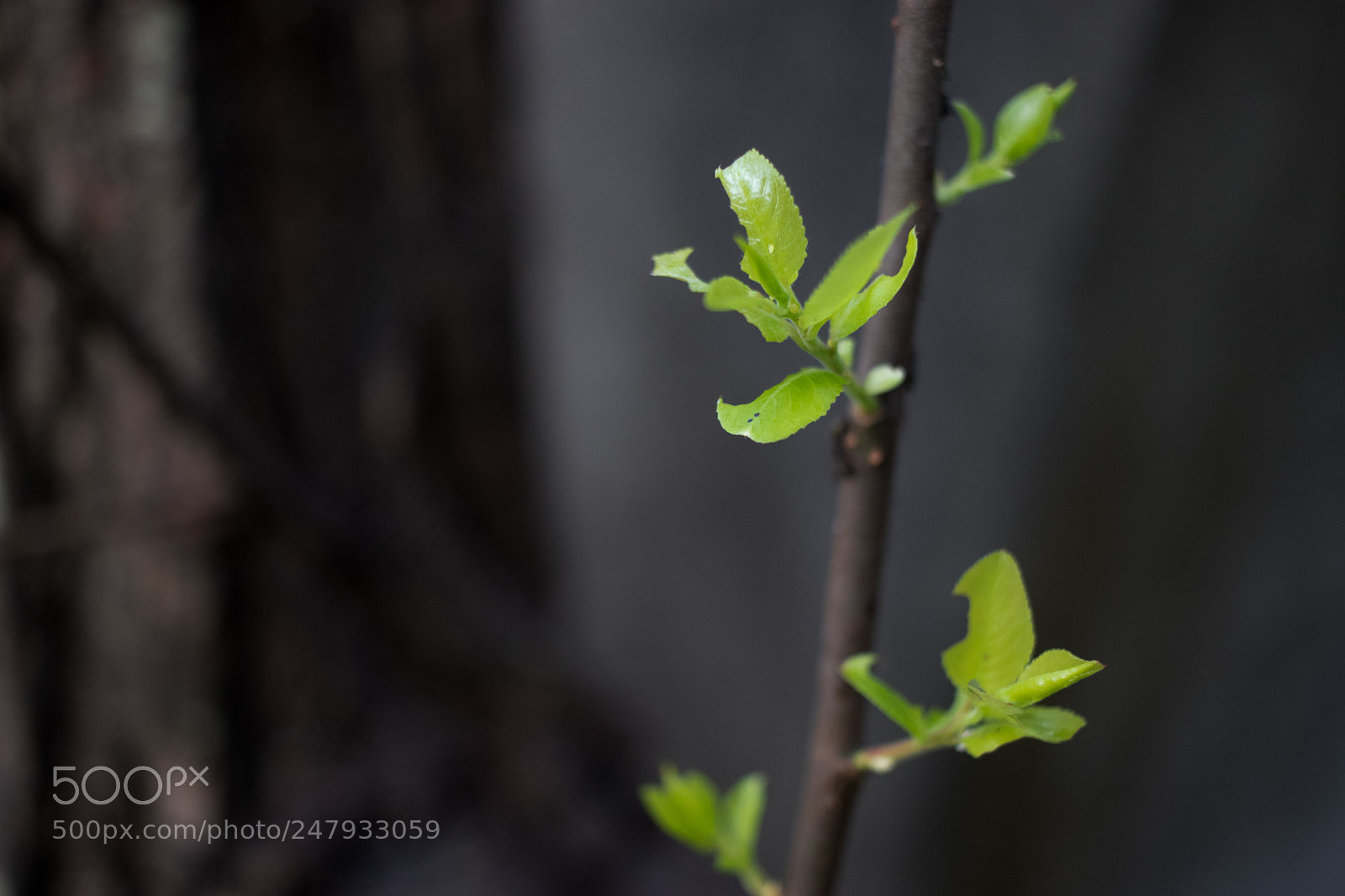 Canon EOS 80D sample photo. *** photography