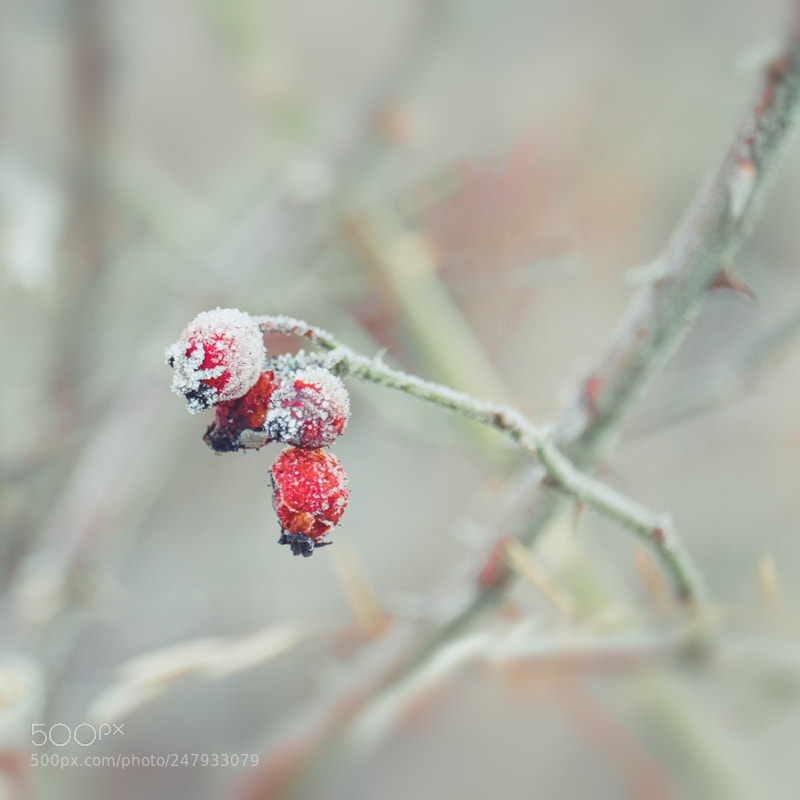 Fujifilm X-E2 sample photo. Sugared rosehips photography