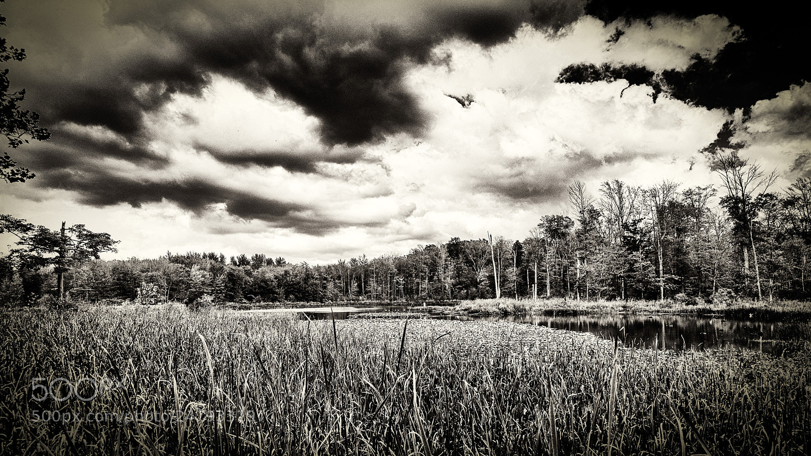 Olympus OM-D E-M10 II sample photo. Sanctuary marsh photography