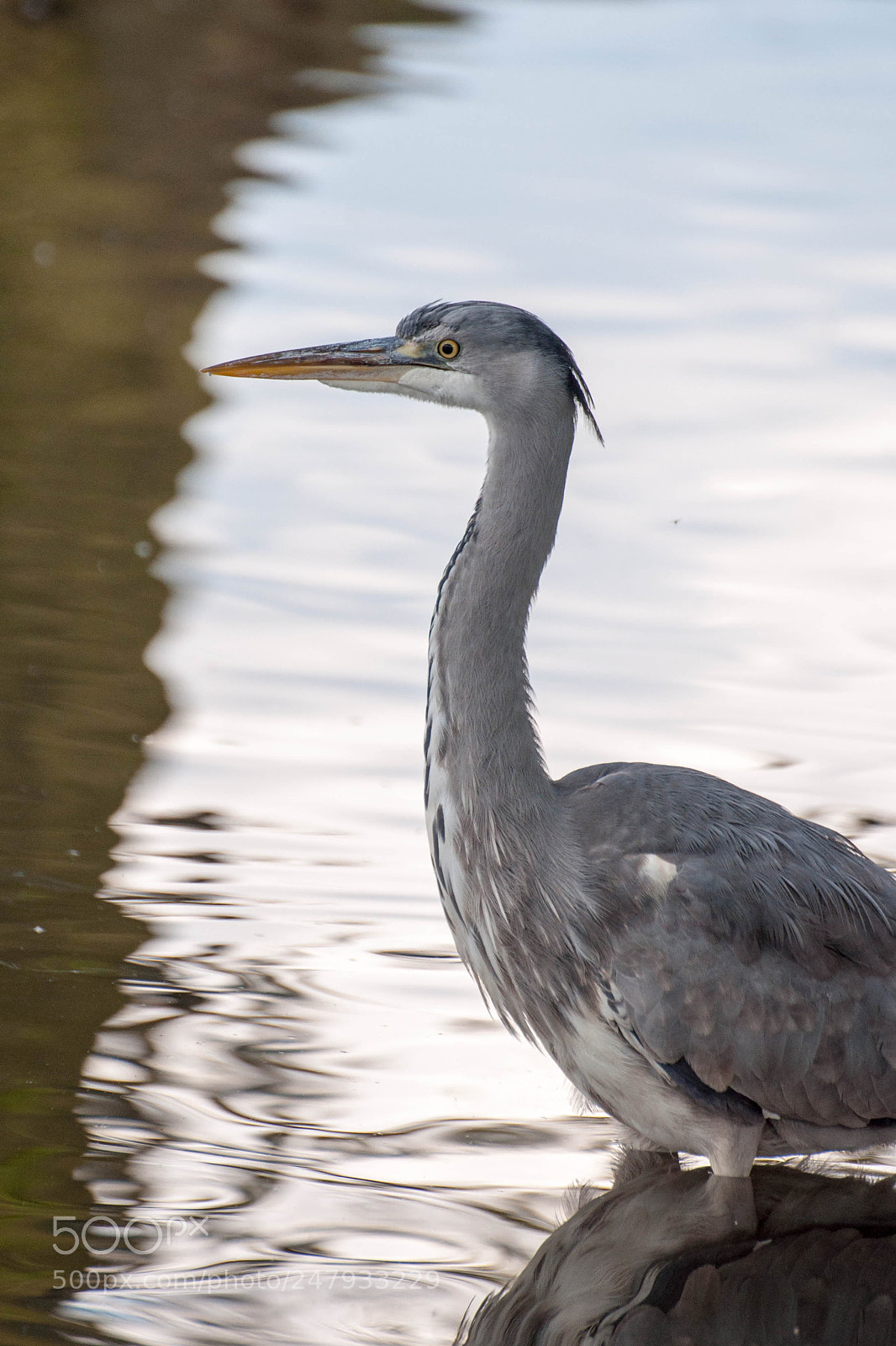 Nikon D90 sample photo. Heron (2, april 2017) photography