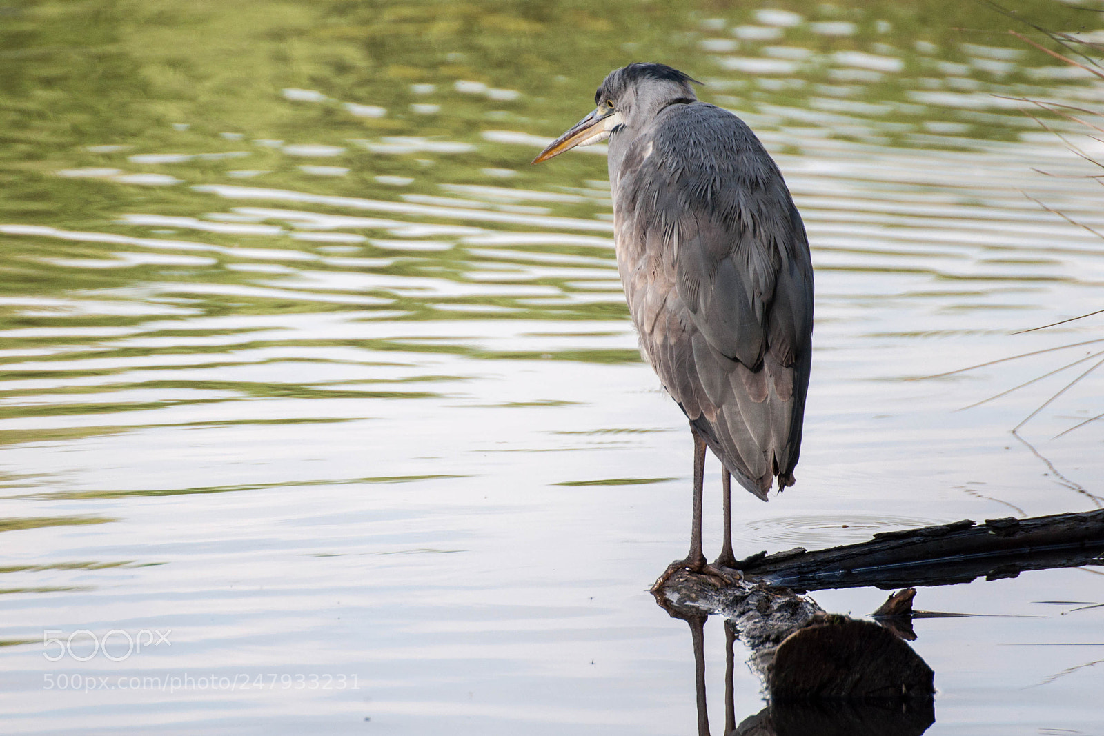 Nikon D90 sample photo. Heron (1, april 2017) photography