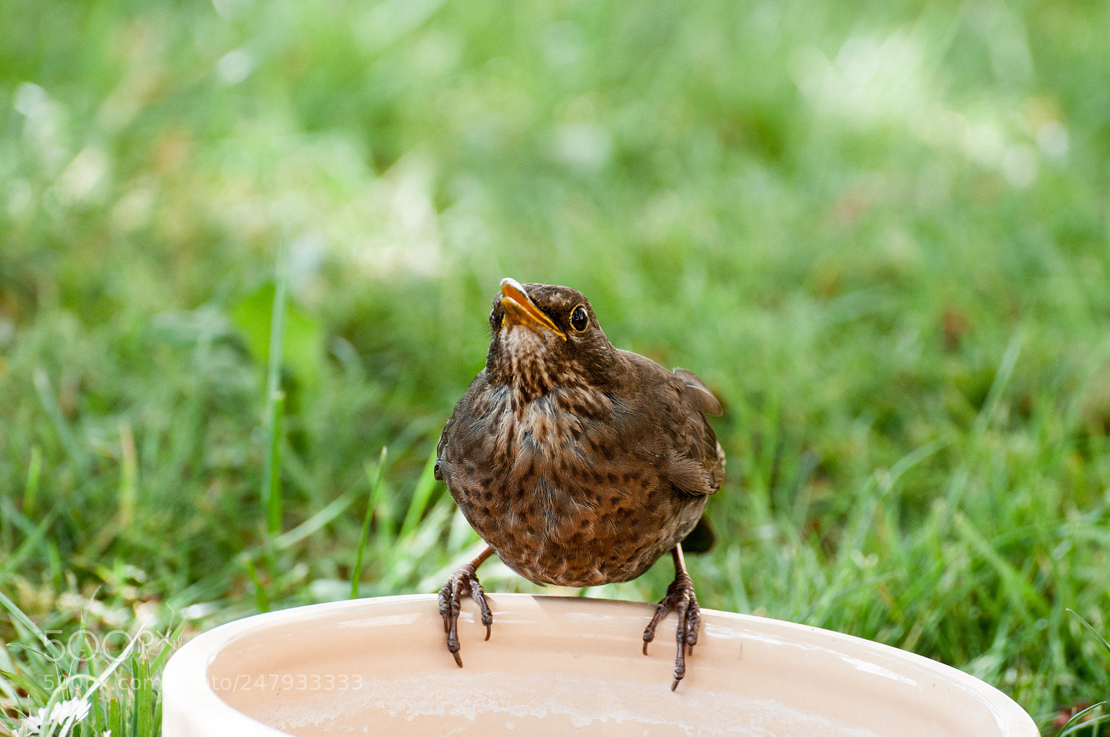 Nikon D90 sample photo. Untitled bird (may 2017) photography