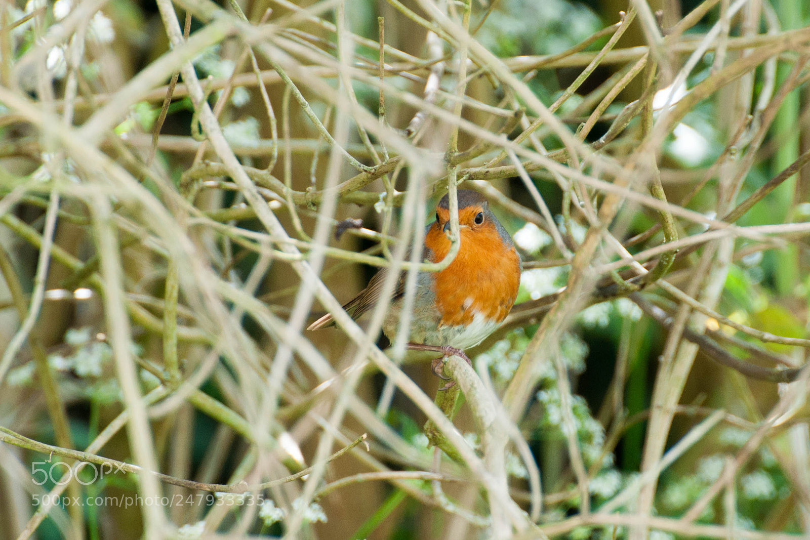 Nikon D90 sample photo. Robin (may 2017) photography