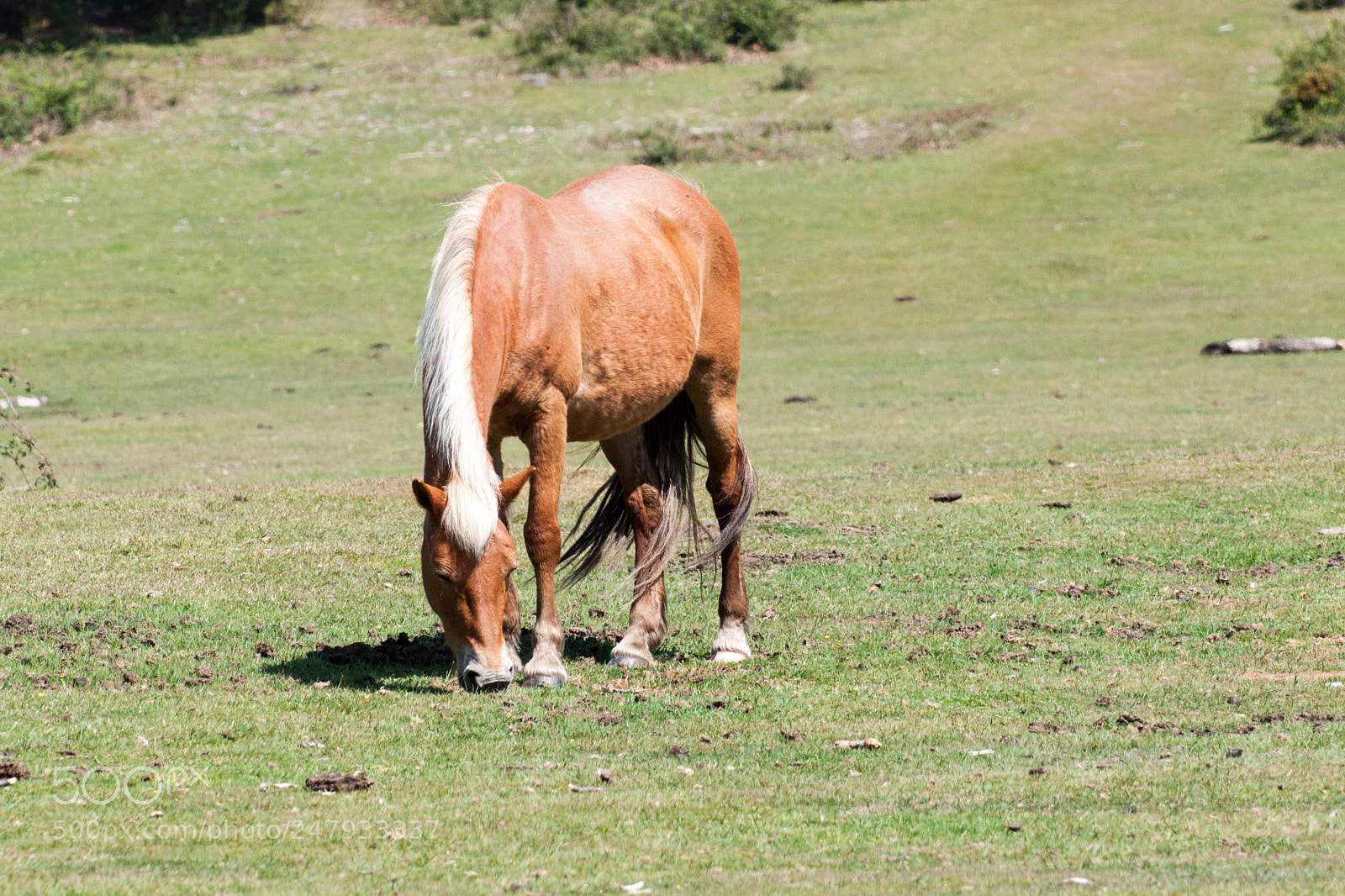 Nikon D90 sample photo. Pony (may 2017) photography