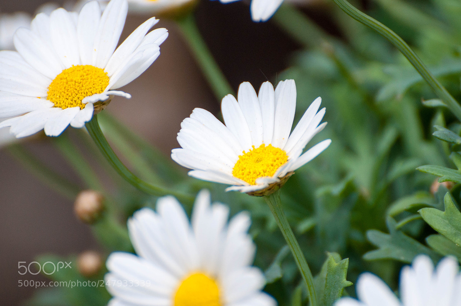 Nikon D90 sample photo. Untitled flowers (1, may 2017) photography