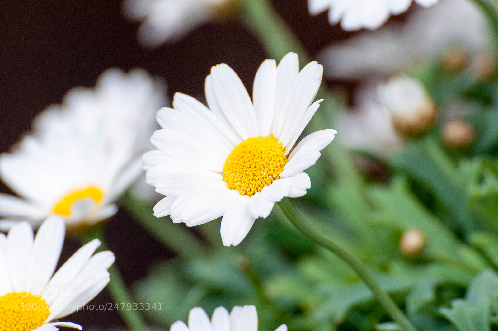 Nikon D90 sample photo. Untitled flowers (1, may 2017) photography