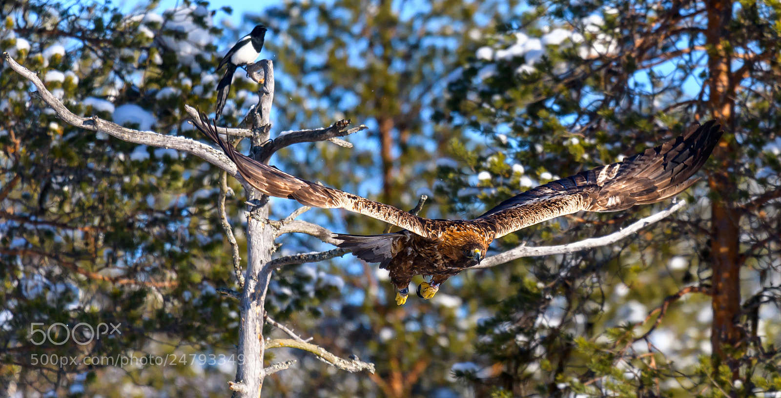 Nikon D850 sample photo. Golden eagle,sweden photography