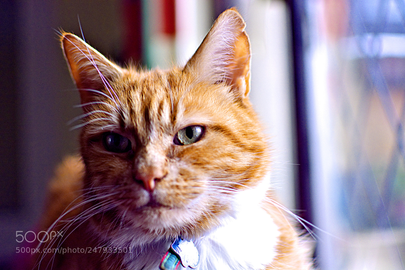 Nikon D7100 sample photo. My favourite cat ninja photography