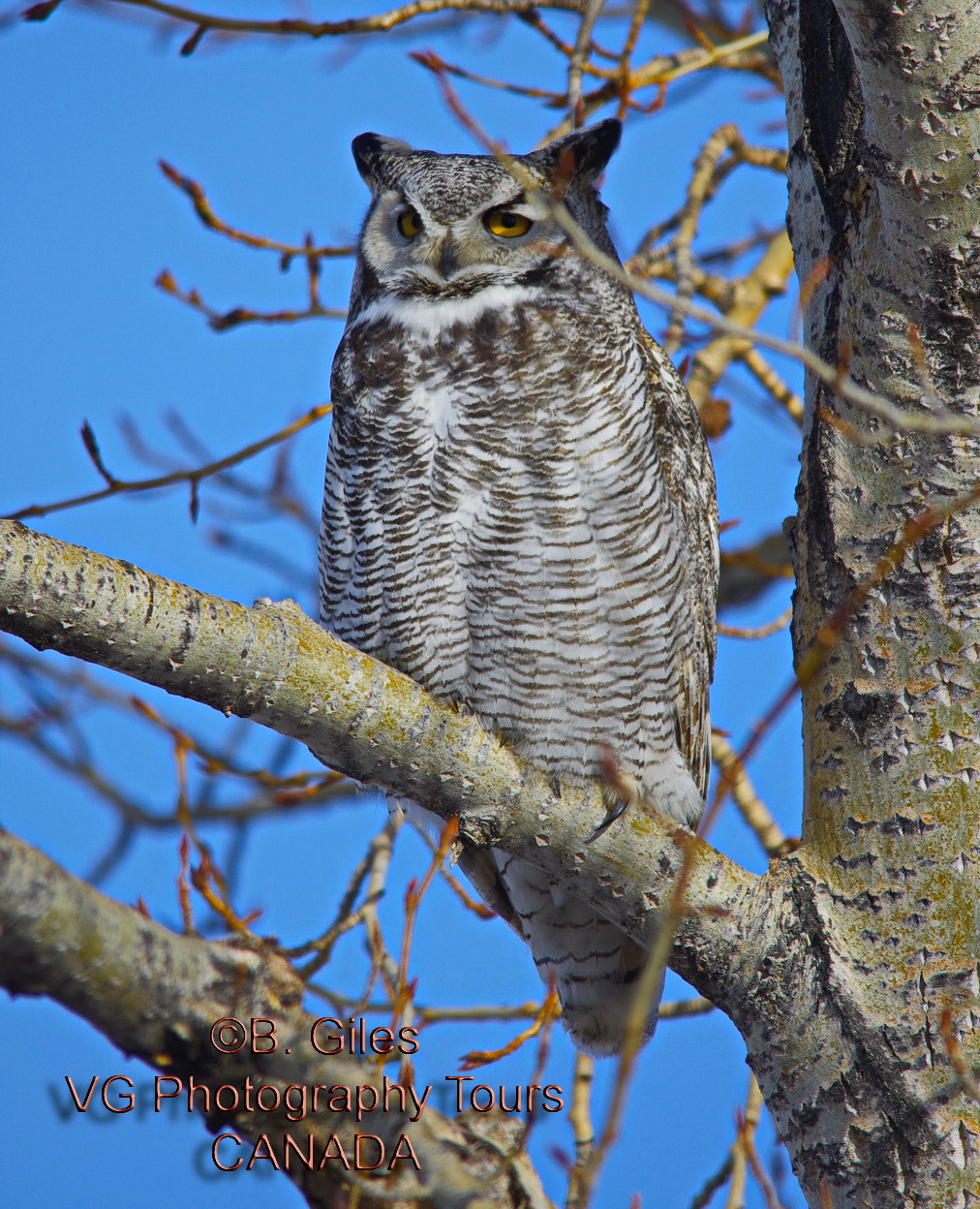 Sigma 150-500mm F5-6.3 DG OS HSM sample photo. Great horned owl photography