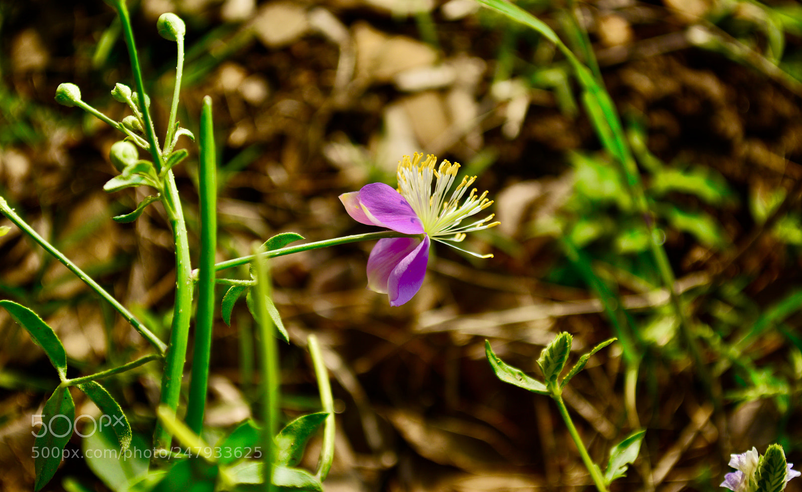 Nikon D5200 sample photo. Flower pink photography