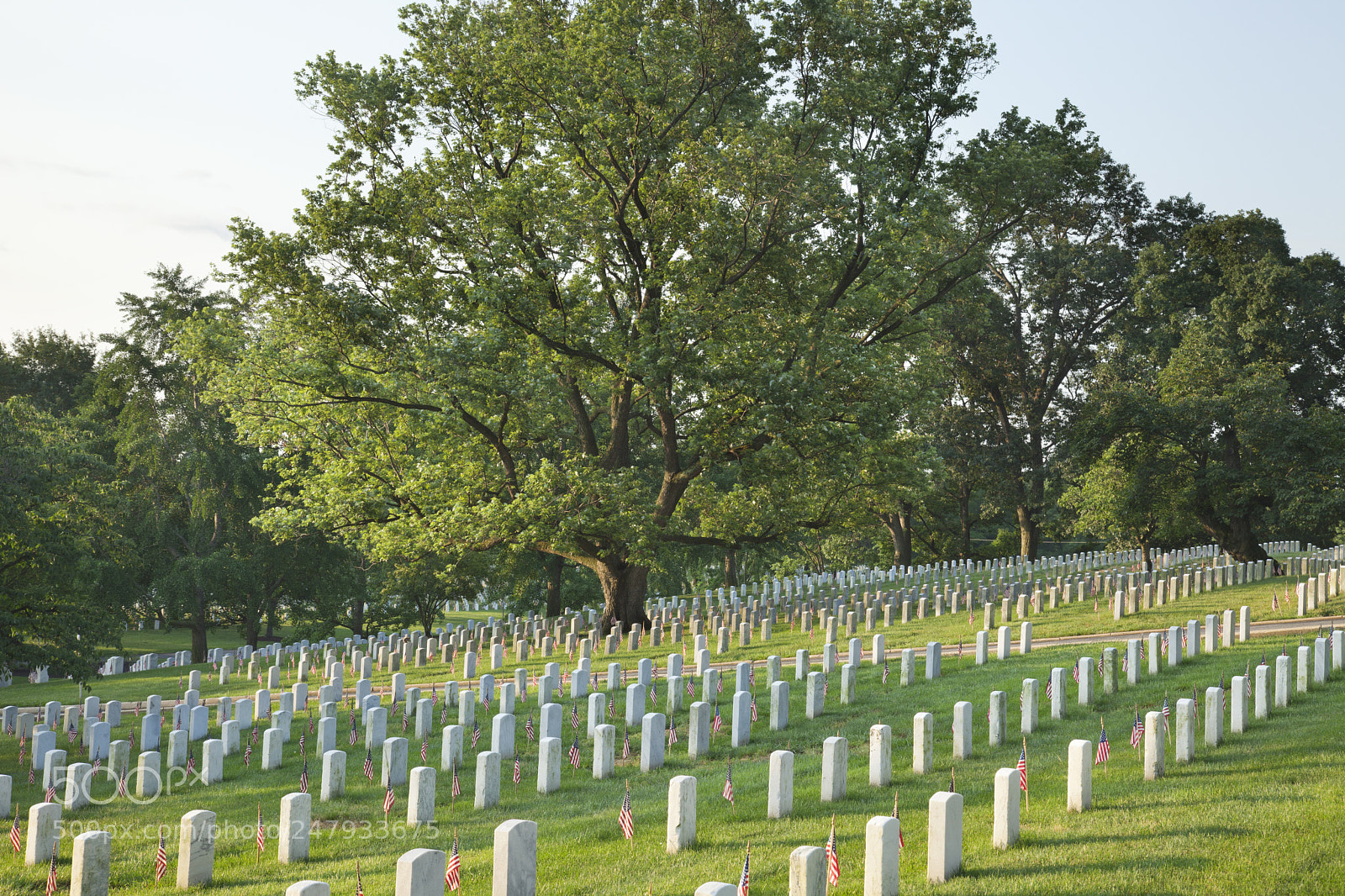 Canon EOS 5D Mark II sample photo. Gravestones below beautiful tree photography