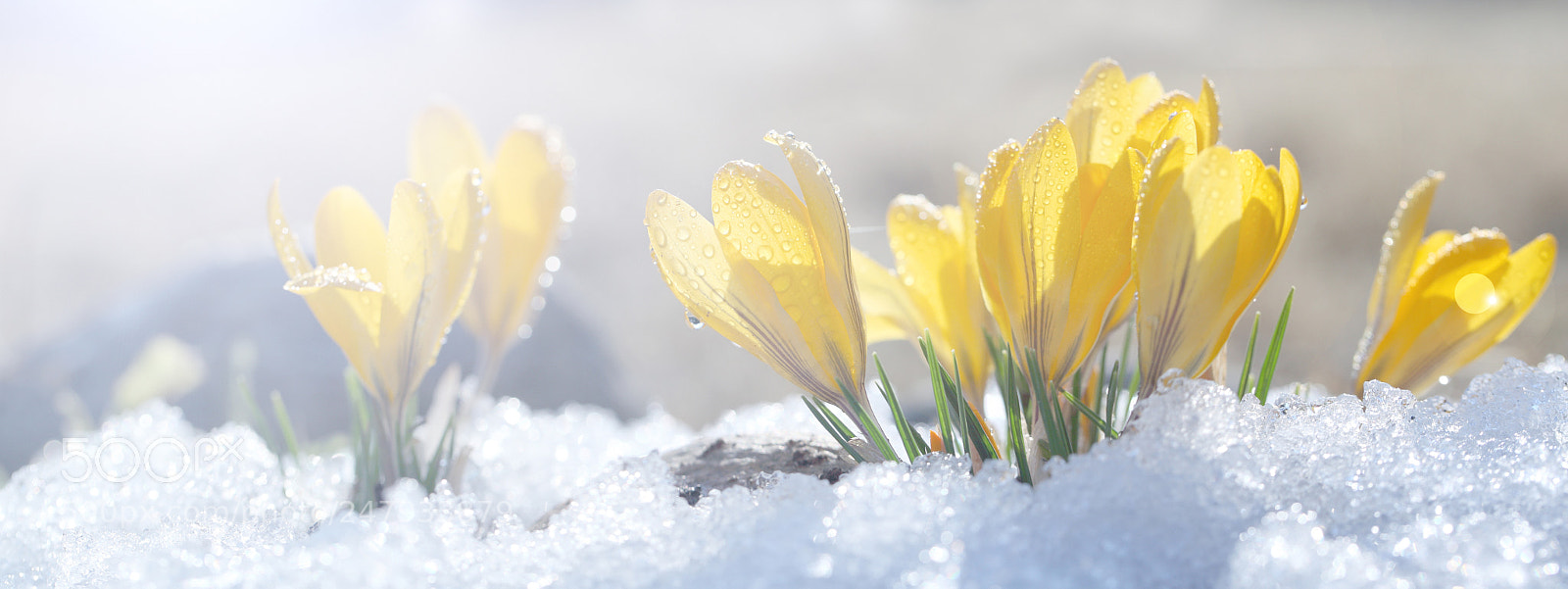Canon EOS 5D Mark II sample photo. Flowers grow under snow photography