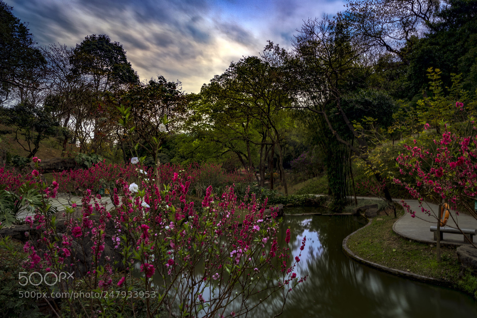 Nikon Df sample photo. Peach blossom stream photography