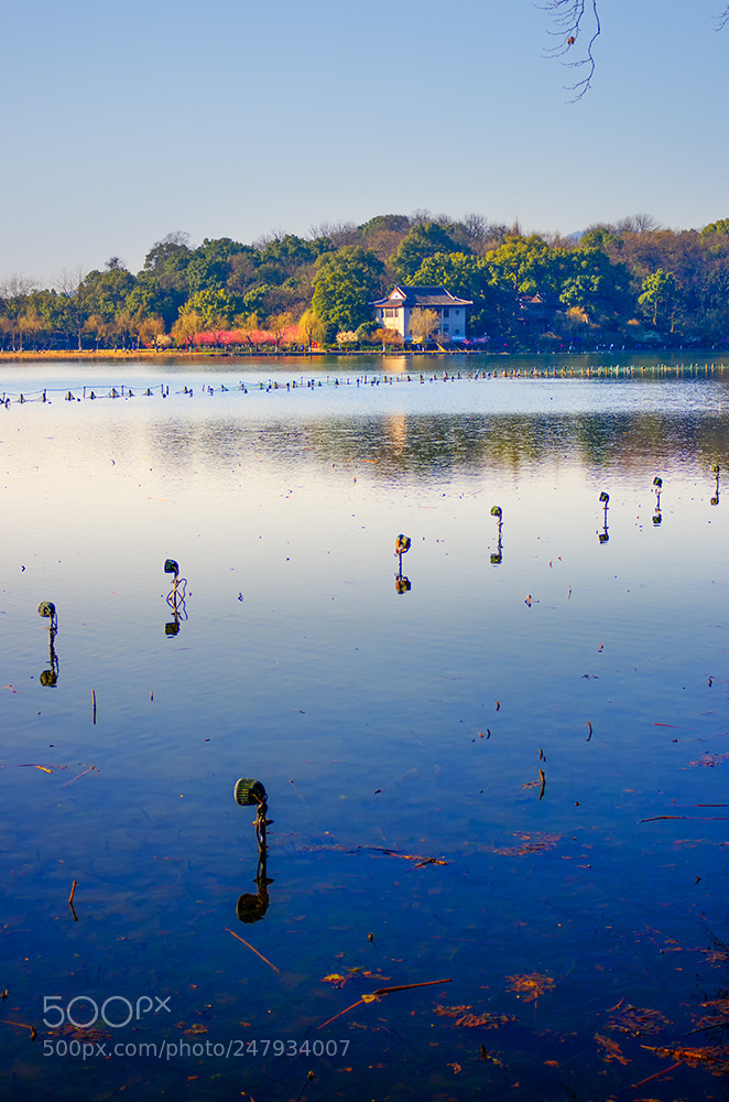 Pentax K-5 IIs sample photo. 隔湖相望的一抹红色，正是孤山脚下的一片梅林。 photography