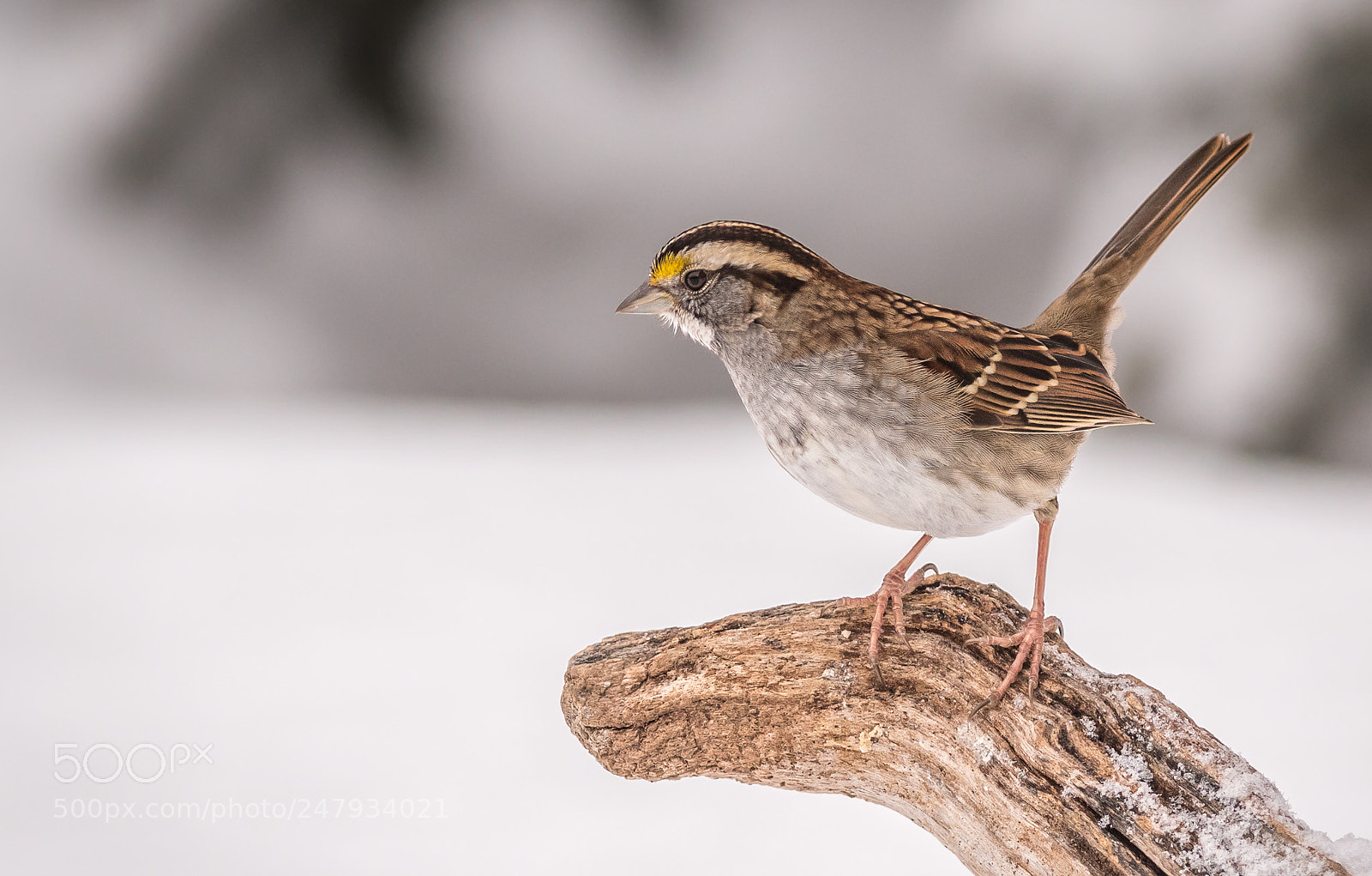 Nikon D500 sample photo. White-throated sparrow photography