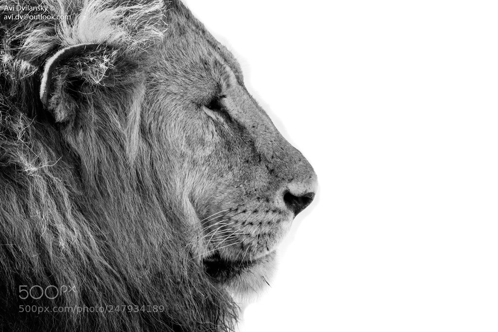 Canon EOS 80D sample photo. Lion photography