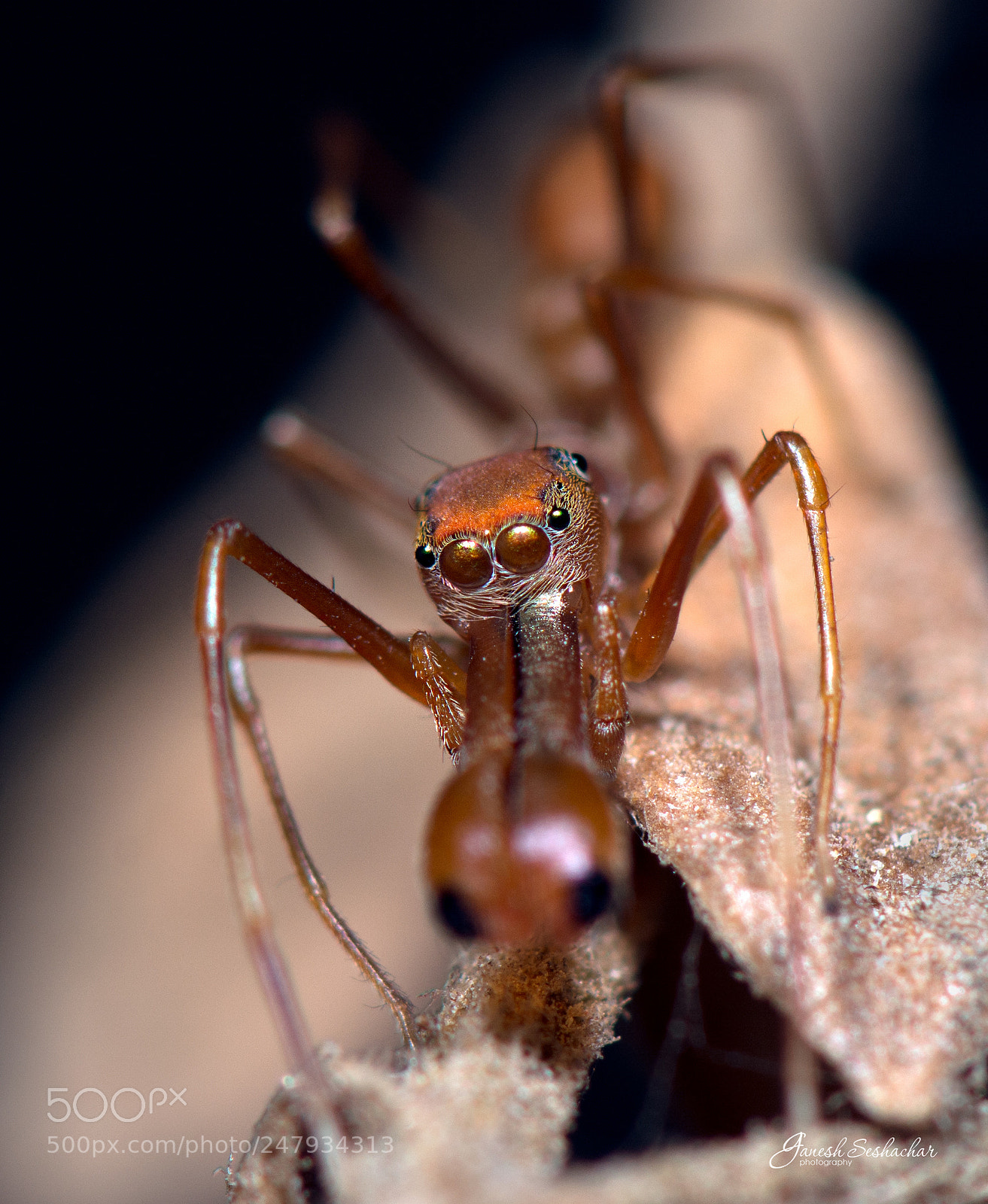 Nikon D7100 sample photo. Ant mimic spider photography