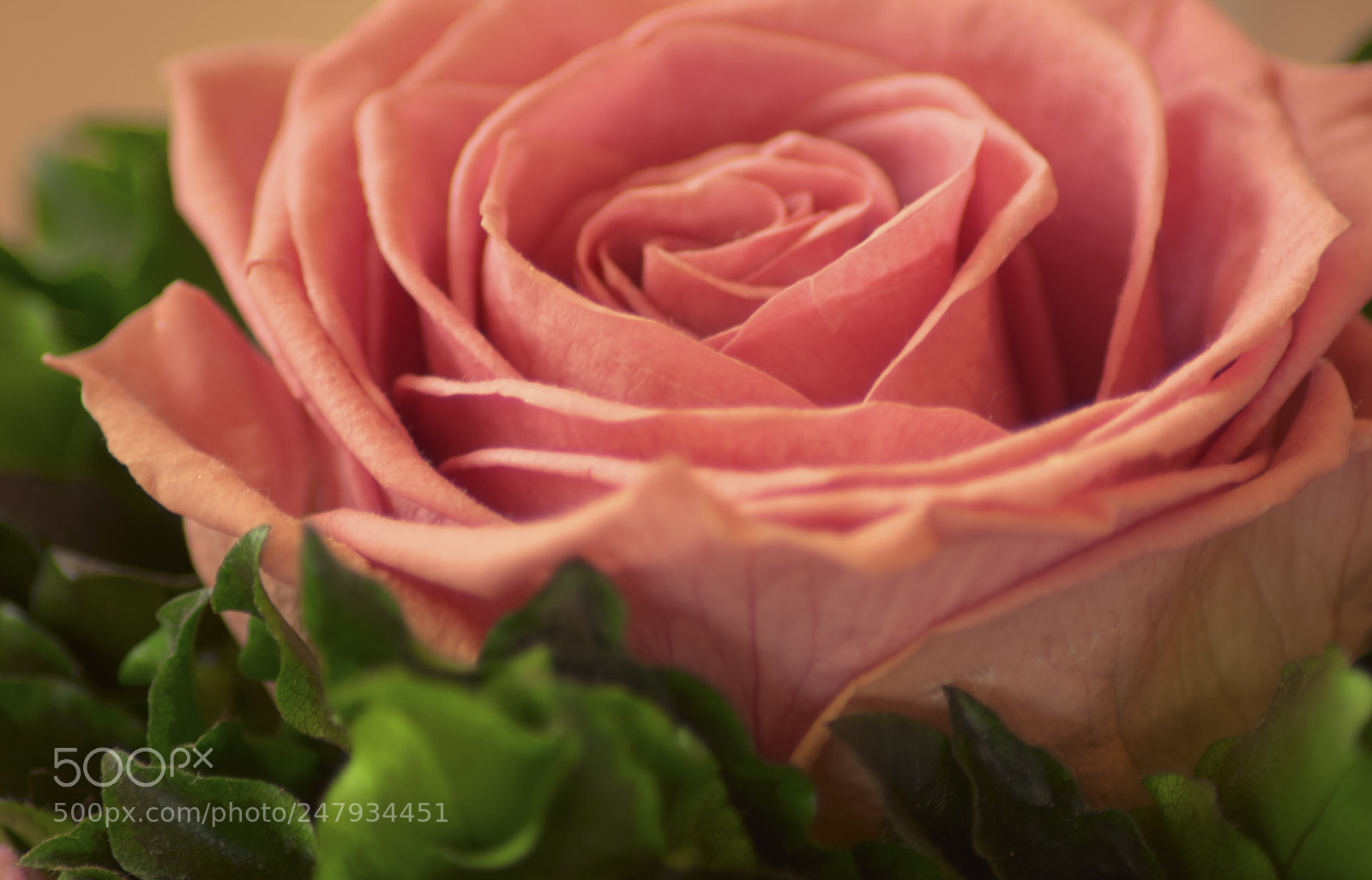 Nikon D300 sample photo. Rose for my wife photography