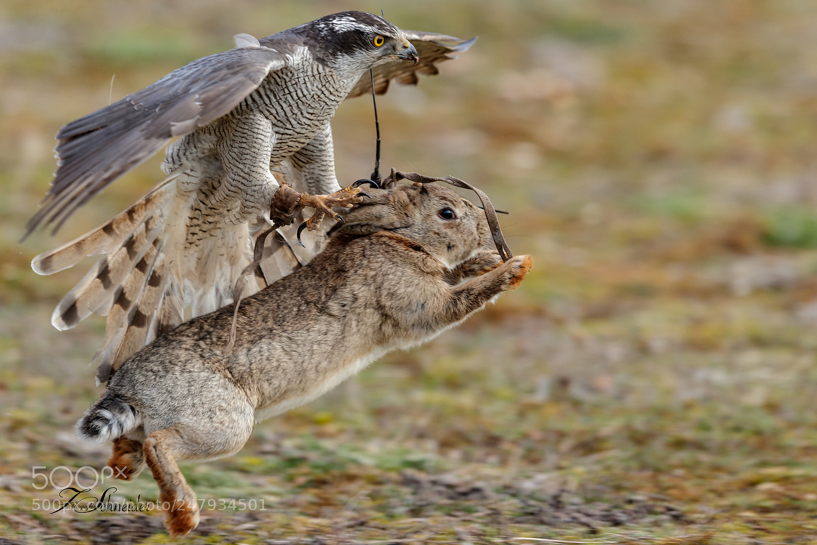 Canon EOS-1D X Mark II sample photo. Nothern goshawk grappling a photography