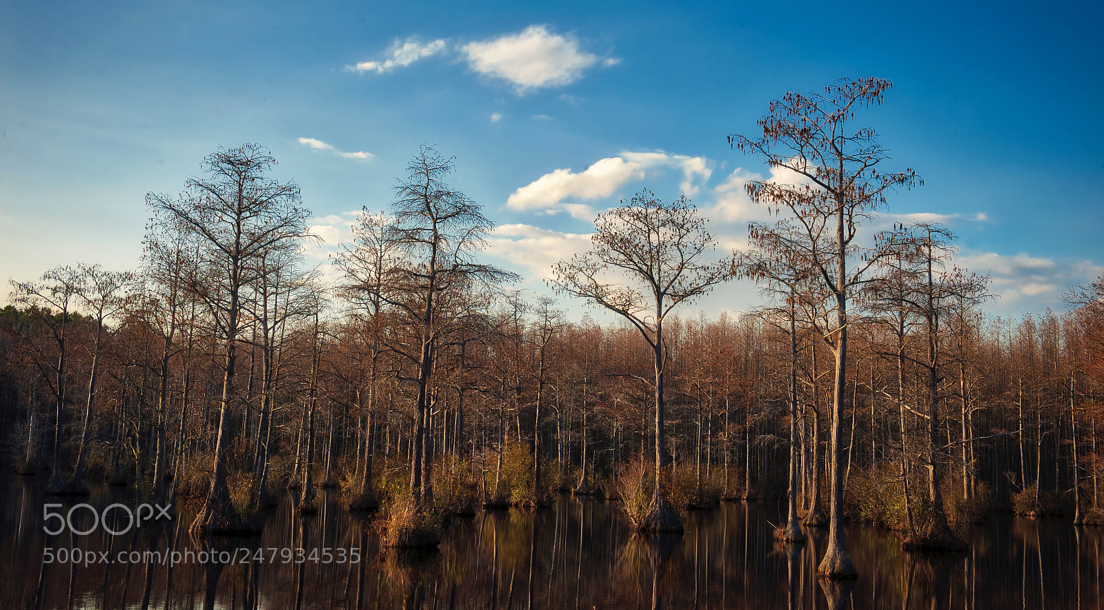 Nikon D700 sample photo. Bald cypress lake photography