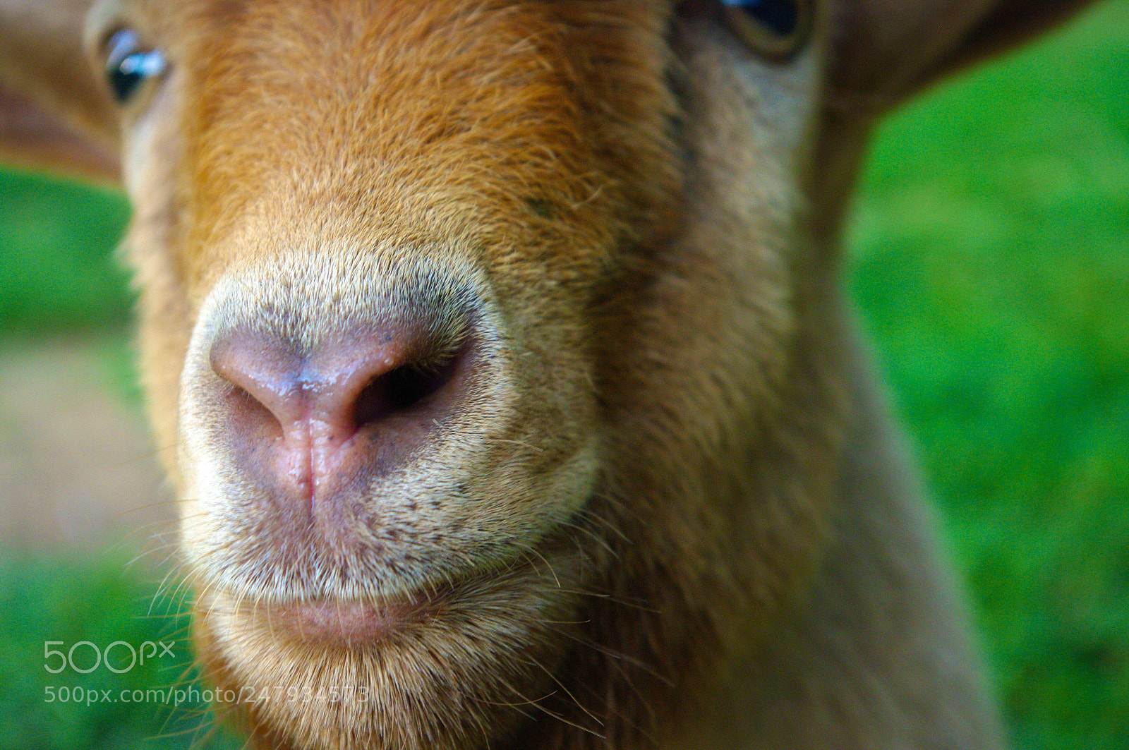 Pentax K20D sample photo. Cocoa photography