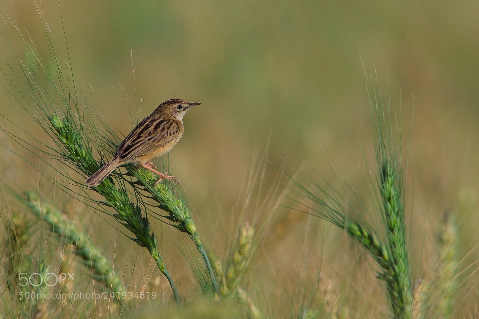 Canon EOS 7D Mark II sample photo. Zitting cisticola photography