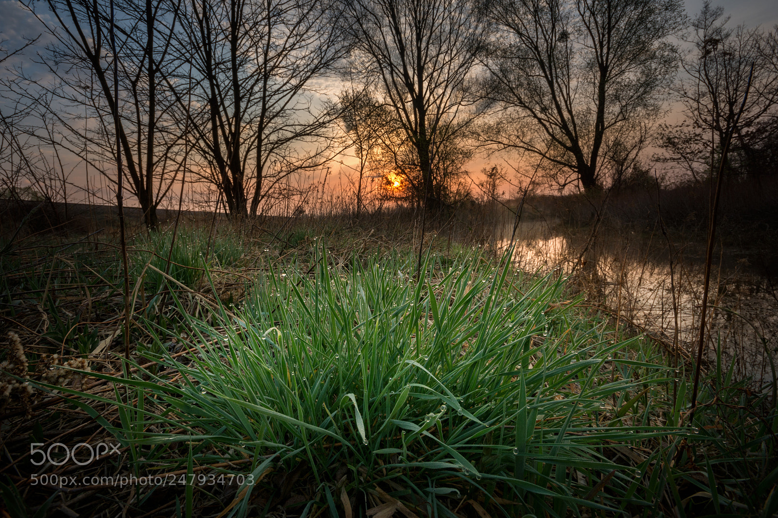 Nikon D7100 sample photo. Green grass photography