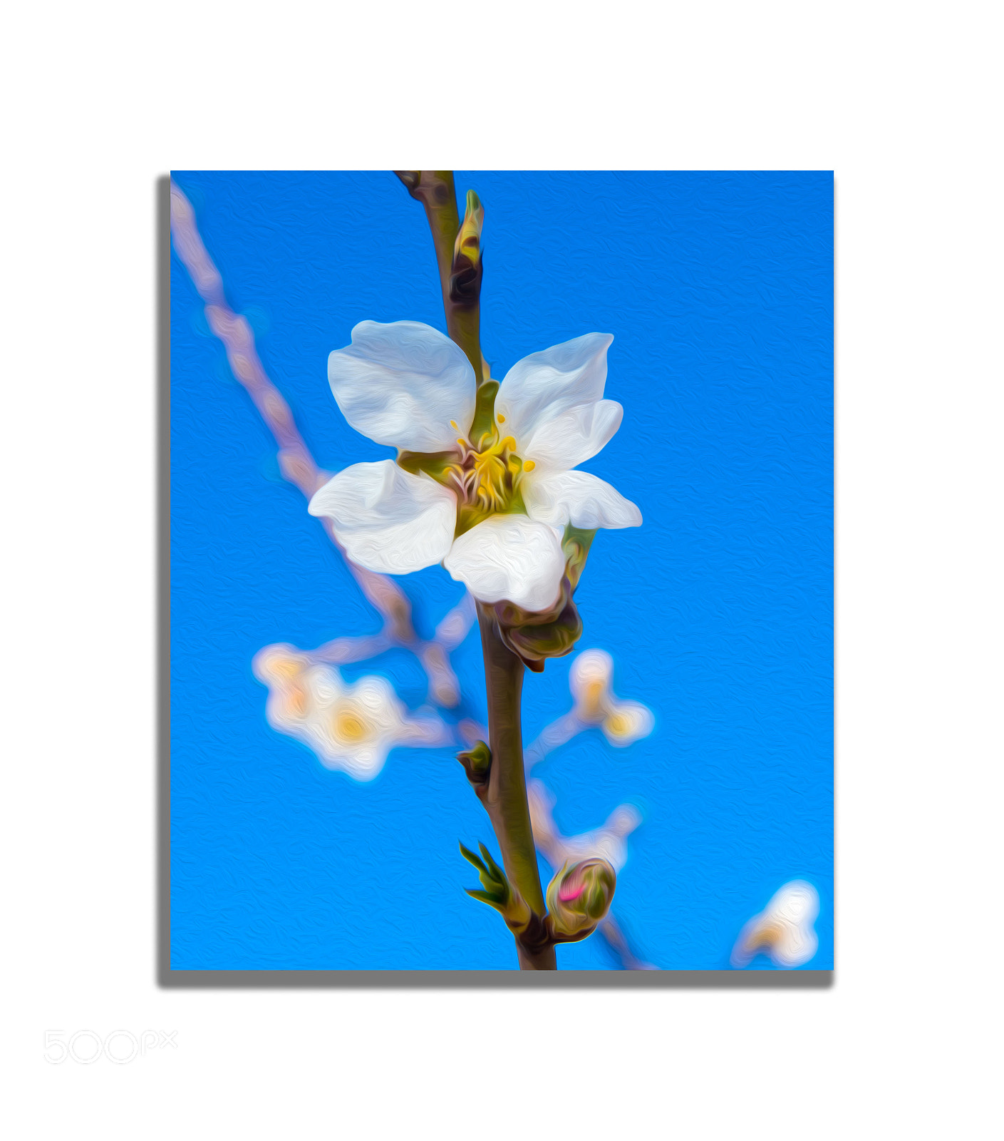 Nikon D7200 sample photo. Almendros en flor. photography