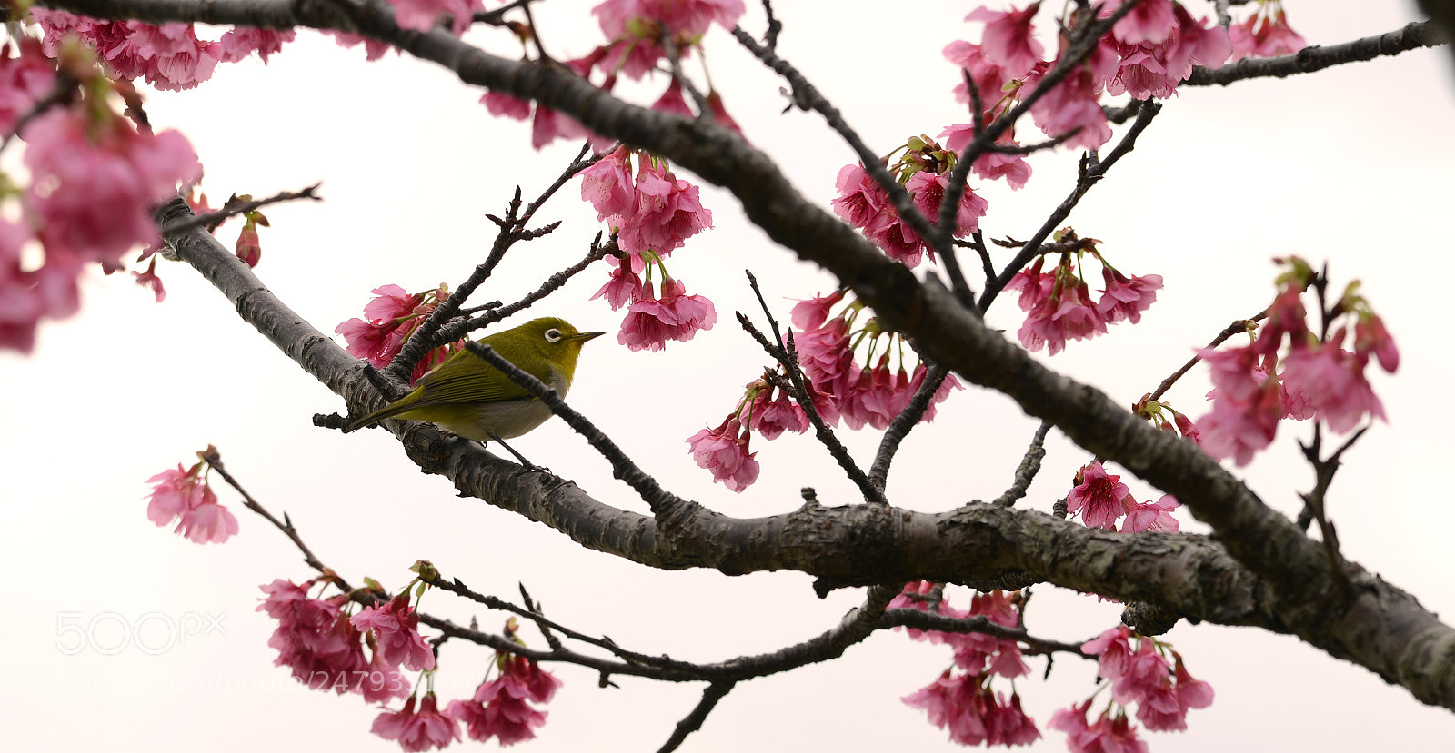 Nikon D800 sample photo. White‐eye photography