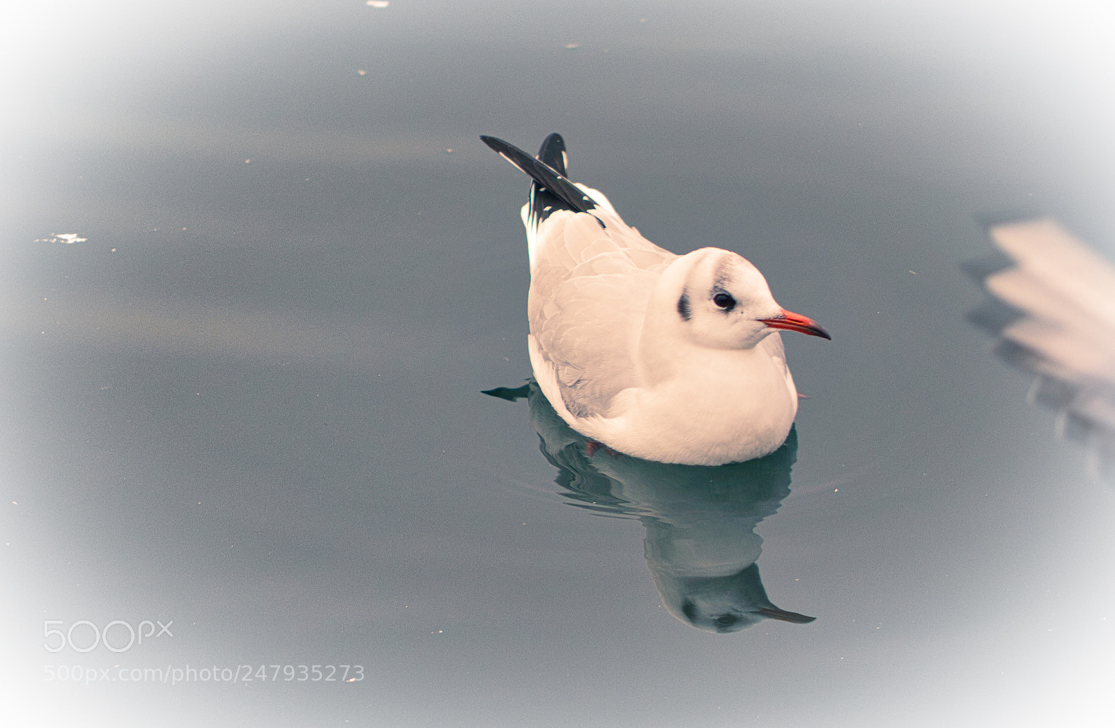 Canon EOS 550D (EOS Rebel T2i / EOS Kiss X4) sample photo. Reflection of audouin's gull photography