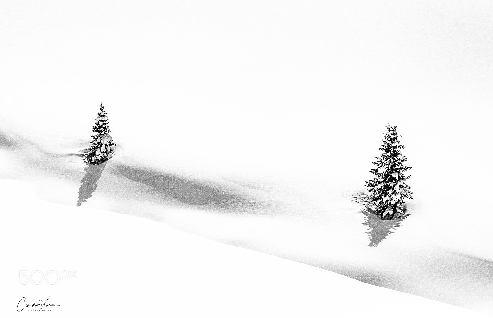 Nikon D90 sample photo. Trees in the white photography