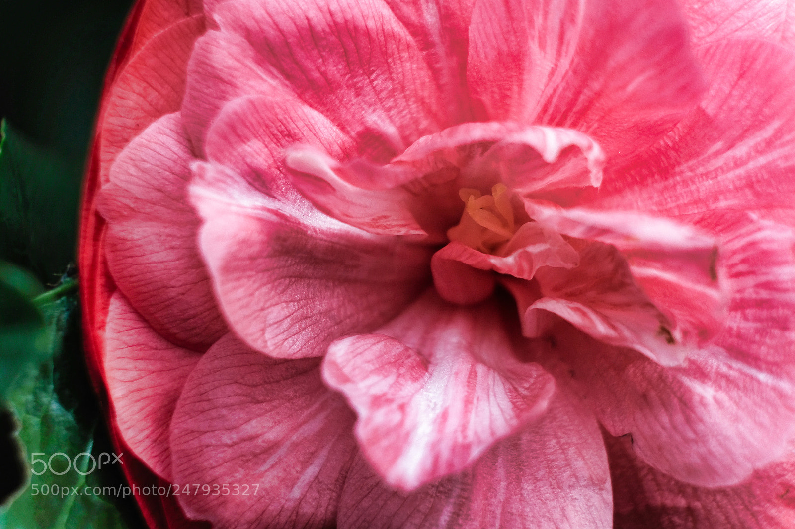 Fujifilm X-Pro2 sample photo. Flower photography