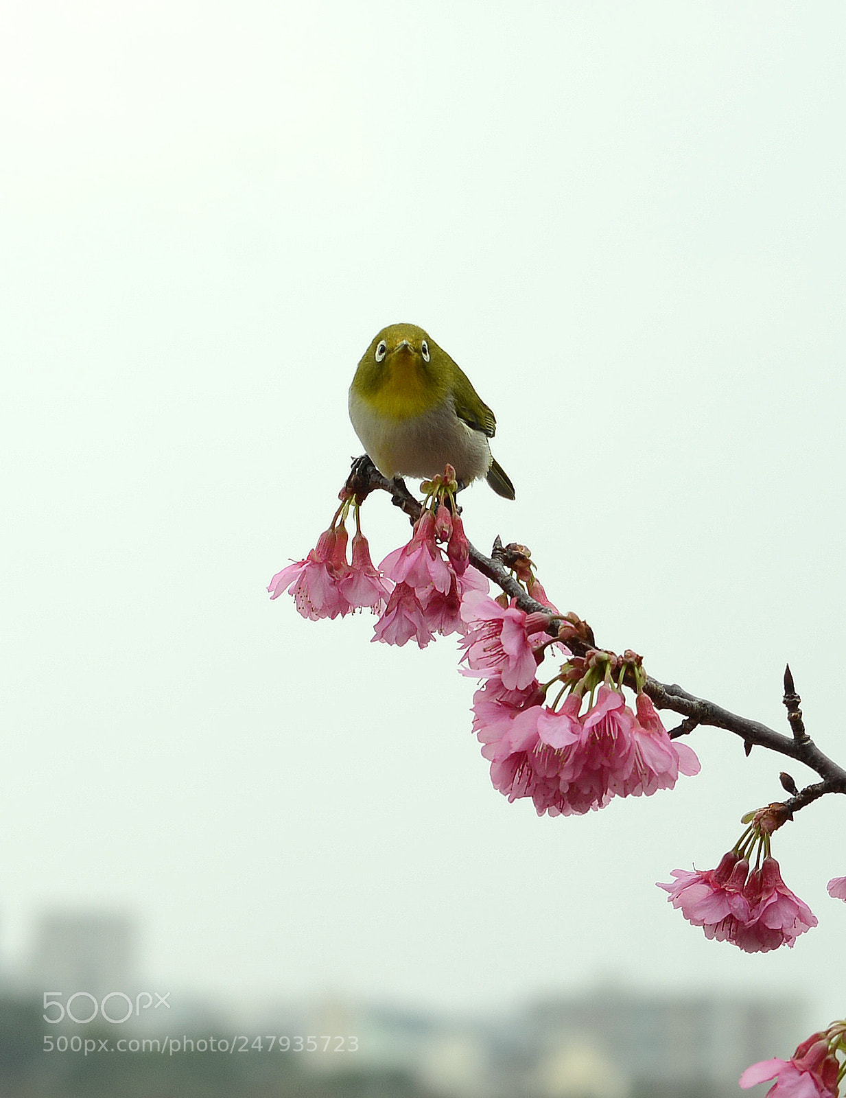 Nikon D800 sample photo. White‐eye photography