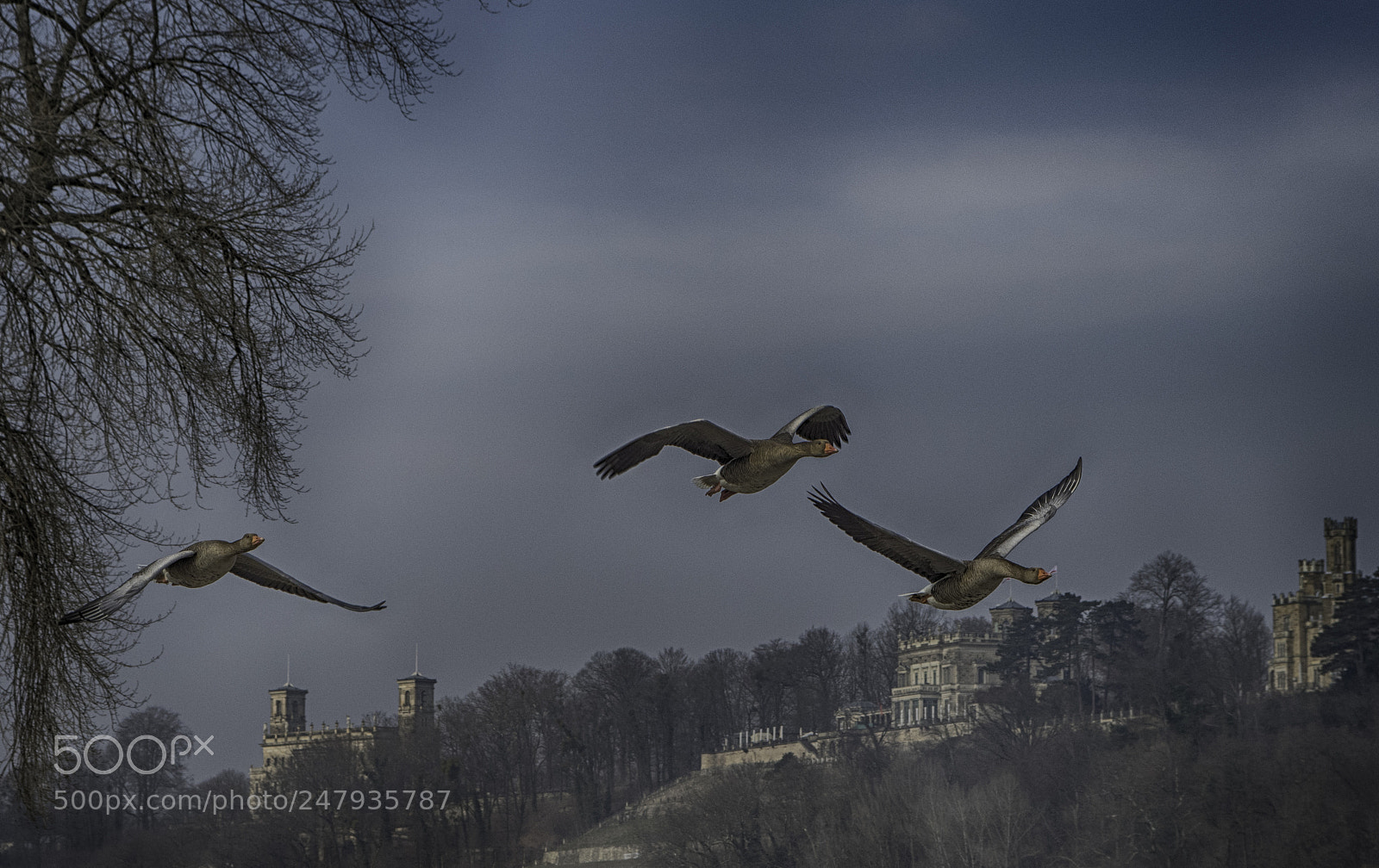 Pentax K-1 sample photo. Wild goose photography